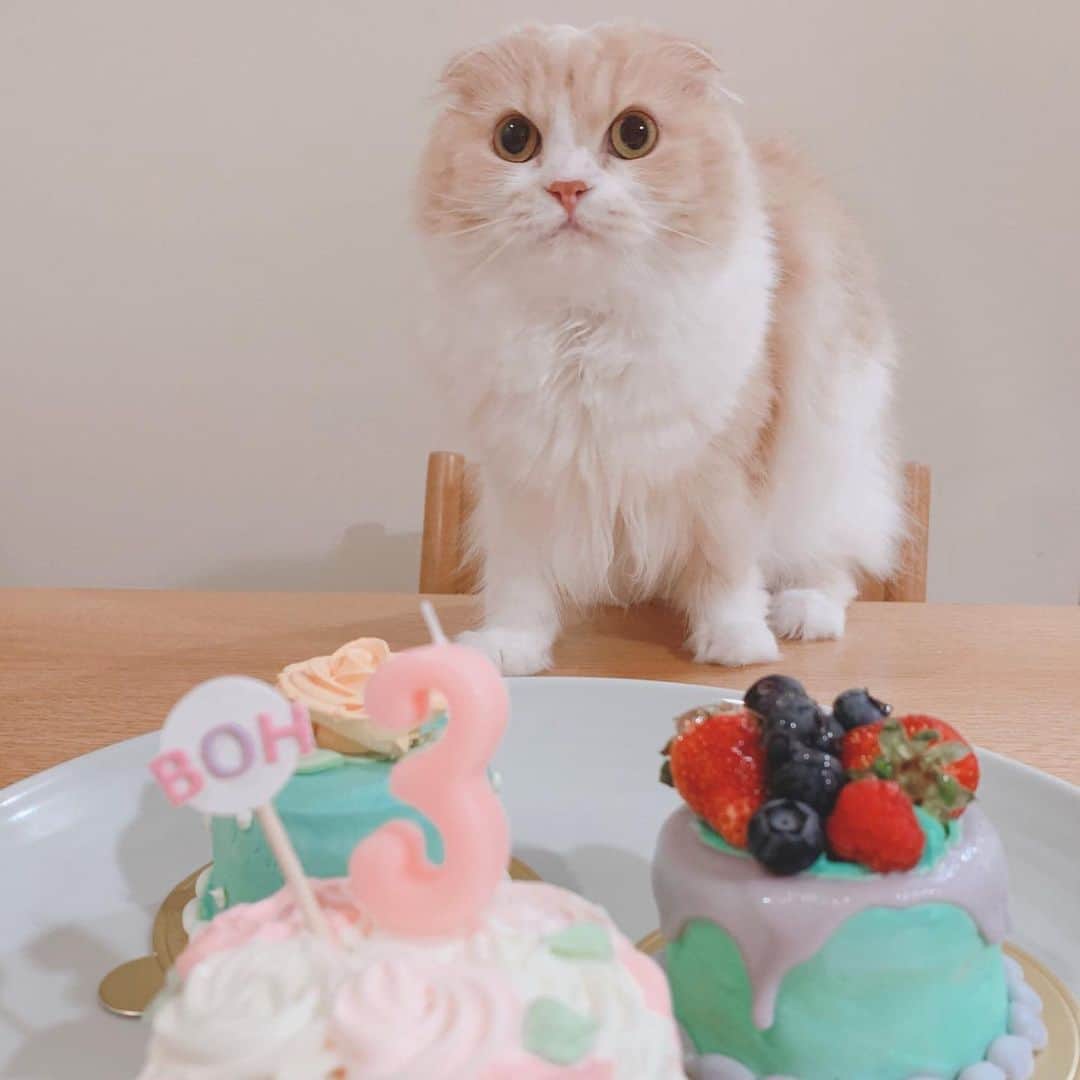 のんたのインスタグラム：「Happy birthday!! かわいいお誕生日ケーキと記念撮影♡ いつまでもかわいいぼーちゃんでいてね！ ・ #scottishfold #catstagram_japan #catsofinstagram #cats_of_instagram#catoftheday #ilovemycat #bestmeow #catlover #cutecat #kittensofinstagram #cute #スコティッシュフォールド#birthdaygirl#3yearsold#mommyslittlegirl」