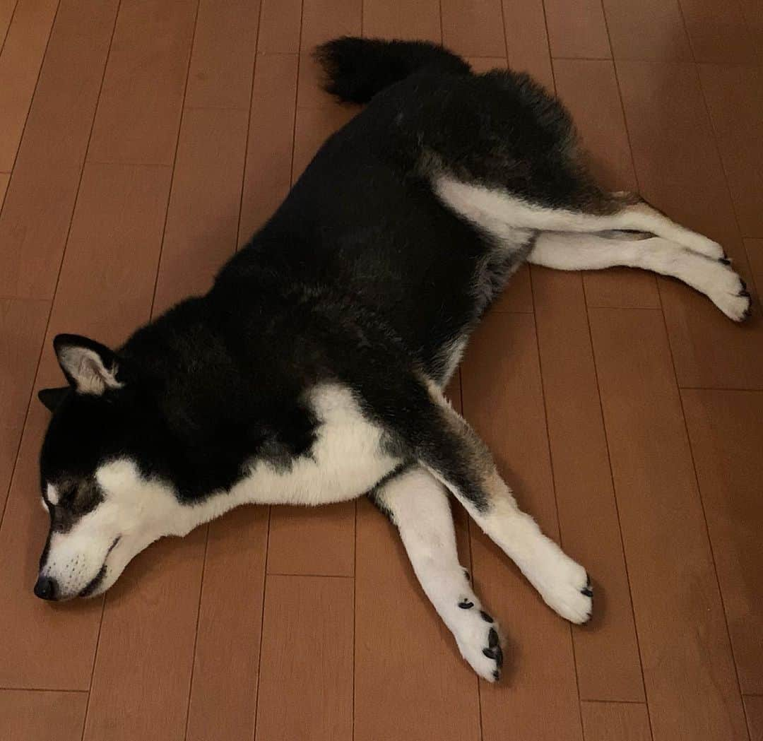 くろさんのインスタグラム写真 - (くろInstagram)「#💤 #スヤスヤ豆 #スヤスヤ犬 #kuroshiba #blackshiba #shibainu #shibastagram #instadog #dogstagram #柴犬 #黒柴 #黑柴 #日本犬 #和犬 #シニア犬 #癒し犬 #いぬら部 #ふわもこ部 #柴犬部 #モフモフ生命体 #柴犬のいる暮らし #わんこのいる暮らし #わんこのいる生活 #わんこと一緒 #わんダフォ #わんだふるjapan」7月13日 23時10分 - m6bmw