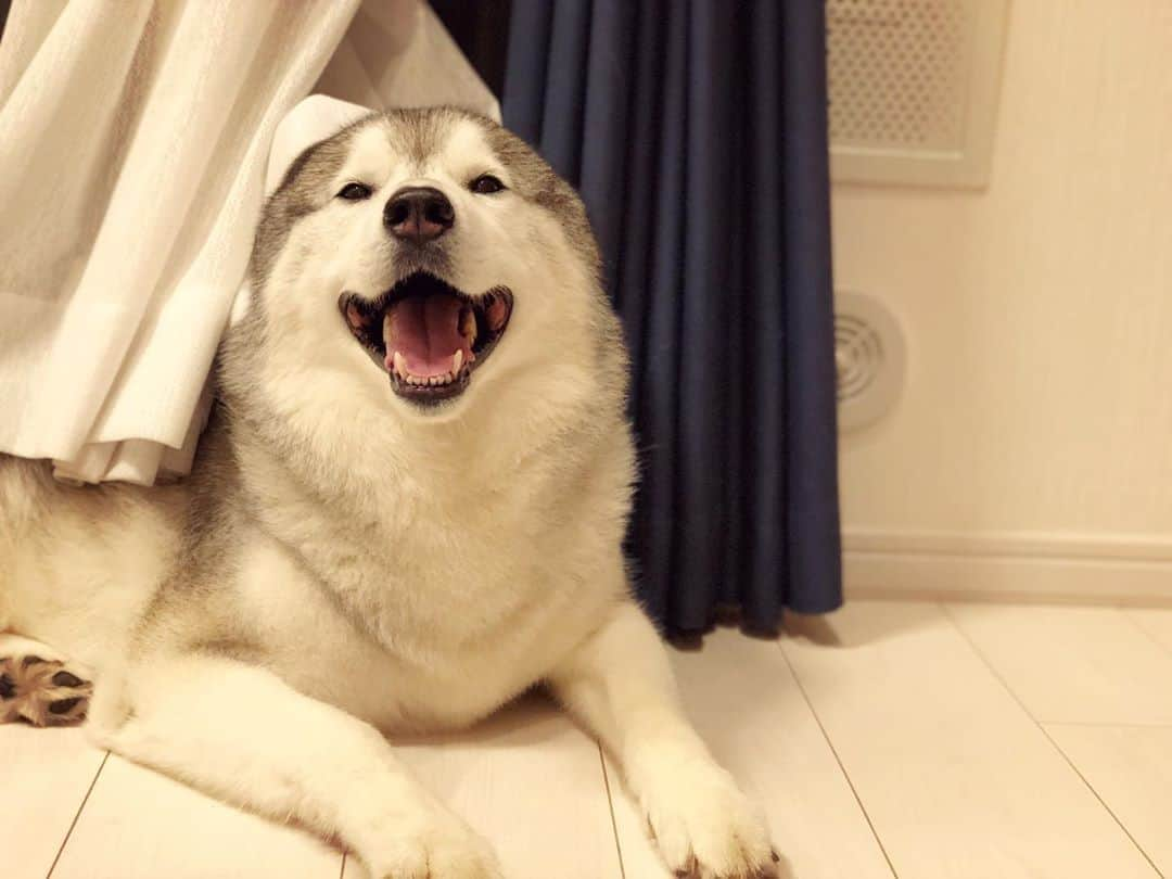 プピプピ文太さんのインスタグラム写真 - (プピプピ文太Instagram)「アザラシ界のニューウェーブ！な文太 #siberianhusky #dog #husky #シベリアンハスキー #犬 #アザラシ犬」7月13日 23時14分 - pupipupi_pupipi