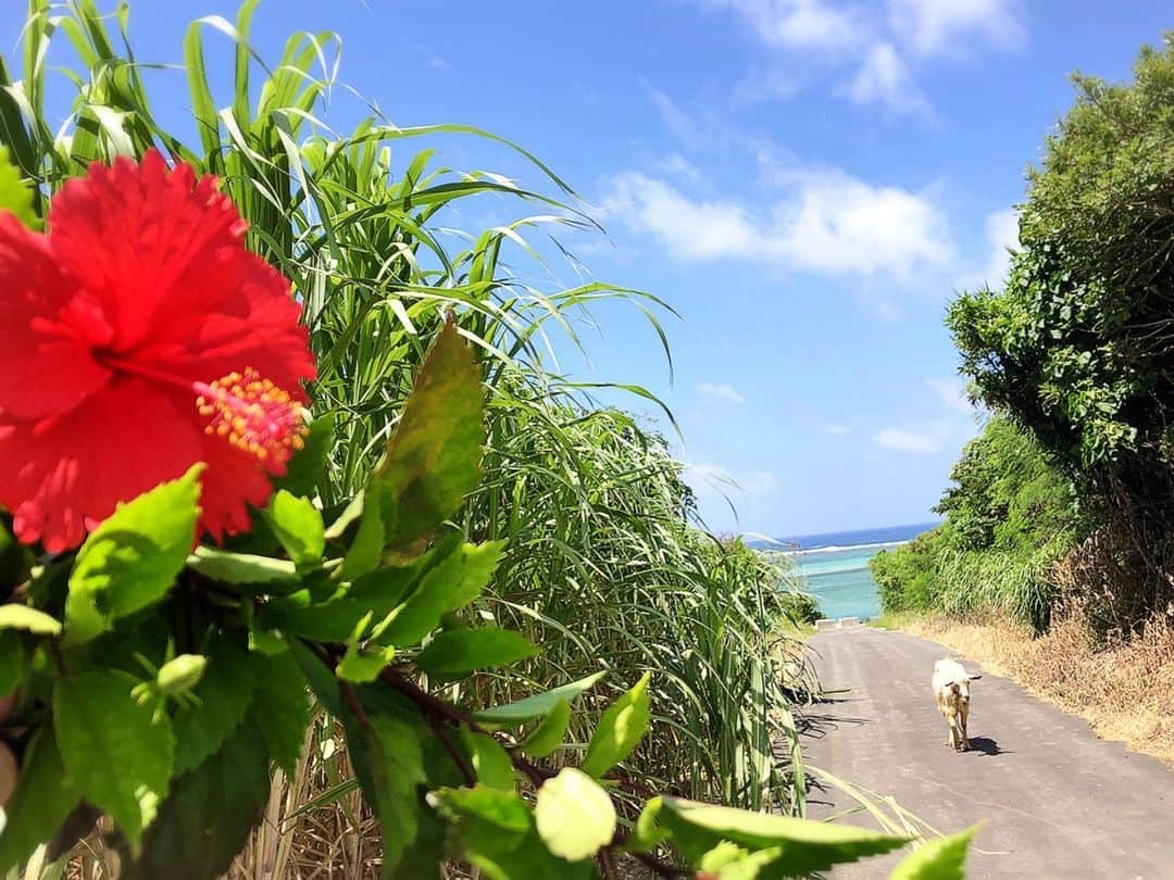 永倉由季さんのインスタグラム写真 - (永倉由季Instagram)「・ ・ 天然記念物イリオモテヤマネコ🐈でお馴染み 西表島で過ごした1日。 ・ ヤギとメェーメェー合戦したり(笑) マングローブの森を散策したり ・ ラストは 今日もシュノーケリングをしたりして✨ ・ 西表島は 静かで海と山が美しい島でした🍀 ・ ・ ✅ 写真いっぱい アメブロにて↓↓ ・ ・ http://ameblo.jp/naga-yuki/ ・ ・ #西表島 #マングローブ #沖縄 #サトウキビ #シュノーケリング #魚 #ヤギ #可愛い  #実は野生児 #野ザルのように遊ぶ #石垣牛 #海でも肉食べる #毎回リピート  #自然 #大好き #暑い」7月13日 23時17分 - yuki_nagakura67
