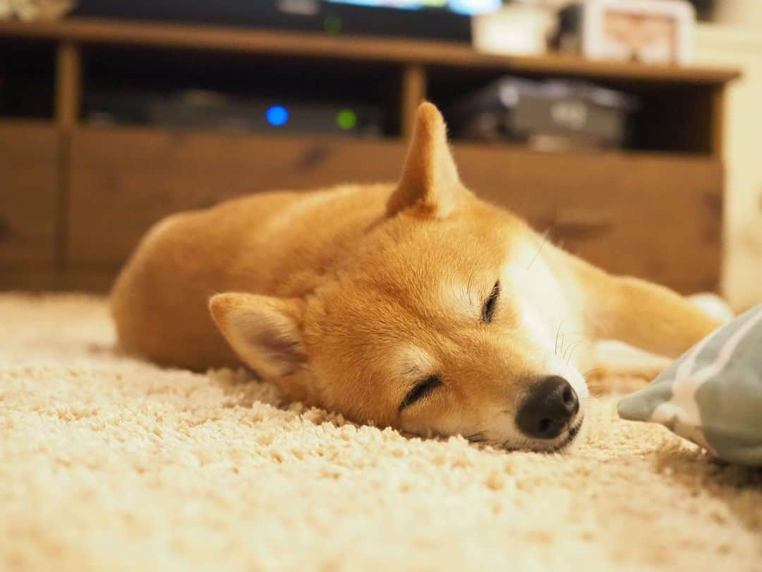 豆柴にこちゃんさんのインスタグラム写真 - (豆柴にこちゃんInstagram)「🐶💤 ぐでにこ。 寝正月みたいな4連休。 . 早く走れるようになって、 にことおでかけしたいなぁ🚗 . #柴犬#豆柴#pecoいぬ部#犬#わんこ#犬#ここ柴部#shibainu#dog#mameshiba#pecotv#dog#いぬのきもち部#しばいぬ#しばけん#こいぬ#シバイヌ#いぬ#イヌ#赤柴#マメシバ#ペット#日本犬#子犬#puppy#doggo#pet#시바견#강아지#개」7月13日 23時23分 - nikochan.mame48