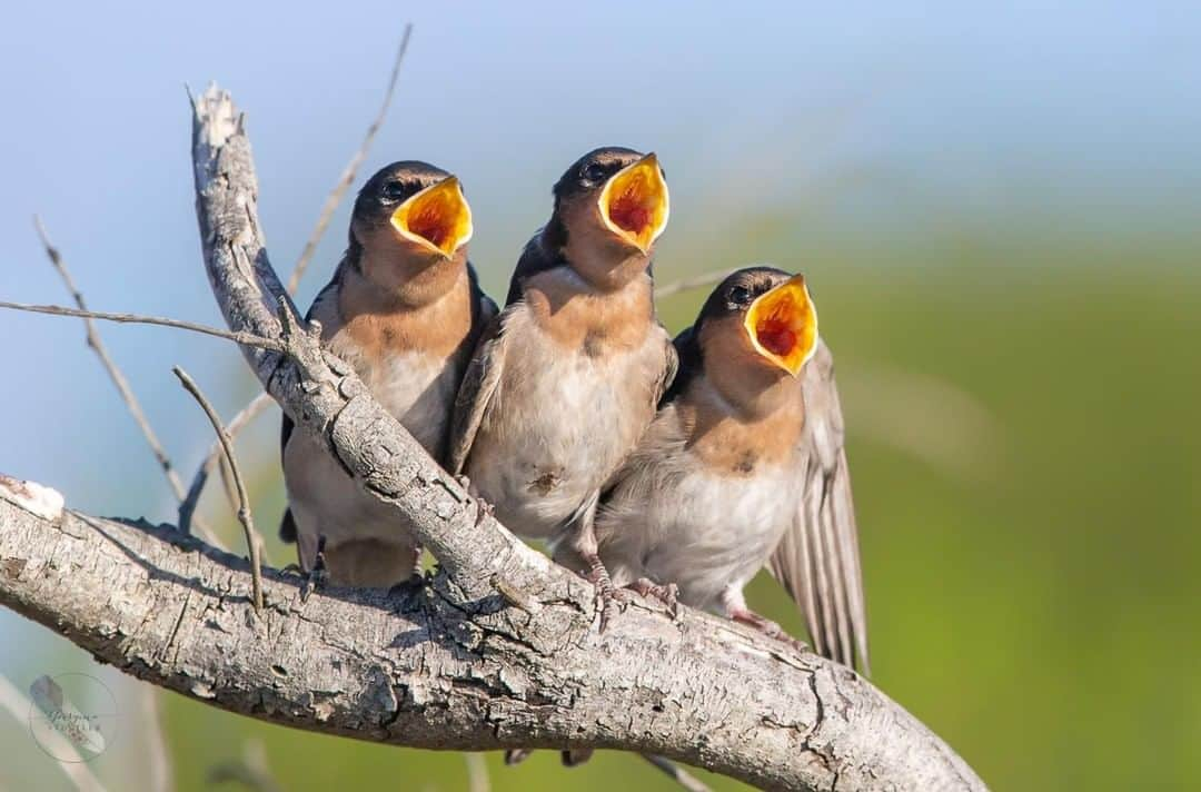 Discoveryさんのインスタグラム写真 - (DiscoveryInstagram)「"Where's my dinner?! 🍽️ . . These Welcome Swallows were super cute (if a little demanding) as they huddled together on a branch, keeping their eyes fixed on Mum and Dad." 📸 + caption by Georgina Steytler (@georgina_steytler) . . . . #photography #photooftheday #explore #naturephotography #nature #potd #travelIG #wow #natureIG #explore #travelgram #BremerBay #WesternAustralia #dinner #welcomeswallows」7月13日 23時34分 - discovery