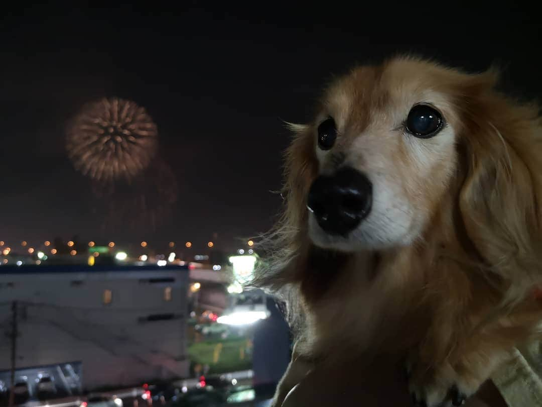 ?モデル?大地?さんのインスタグラム写真 - (?モデル?大地?Instagram)「♪🐾2019*7*13🐾 . 今日は、お買い物がてら 今年初めての🎆花火を見て来ました🎶😆🎇 . ☔雨が降っていたから 予定していた場所を変更して屋根がある場所から見たけど😄 . そこからでも十分な位✌️😆 🎇花火を愉しみました🎶😆😆😆 . . 🐶大地が📹動画内で鳴いている理由は 持参した❤大好きな 『ベビー(ｶｽﾃﾗ)ちょうだい🎶』 と言っています🎶😁😁😁 . . 🐾🐾🐾🐾🐾🐾🐾🐾🐾🐾🐾🐾🐾🐾 . #大地#大好き#だいすき #いつも一緒#ずっと一緒 #大地なしでは生きて行けませんw #いぬ#犬#わんこ#ワンコ . #愛犬 #犬バカ部#いぬら部#いぬすたぐらむ #犬のいる暮らし #pecoいぬ部 #花火#花火大会#夏#お出かけ#休日 . #横浜#yokohama#神奈川 #散歩 #お散歩 #ミニチュアダックスフンド#ミニチュアダックス #ダックスフンド#ダックス」7月13日 23時40分 - sachi_daichi