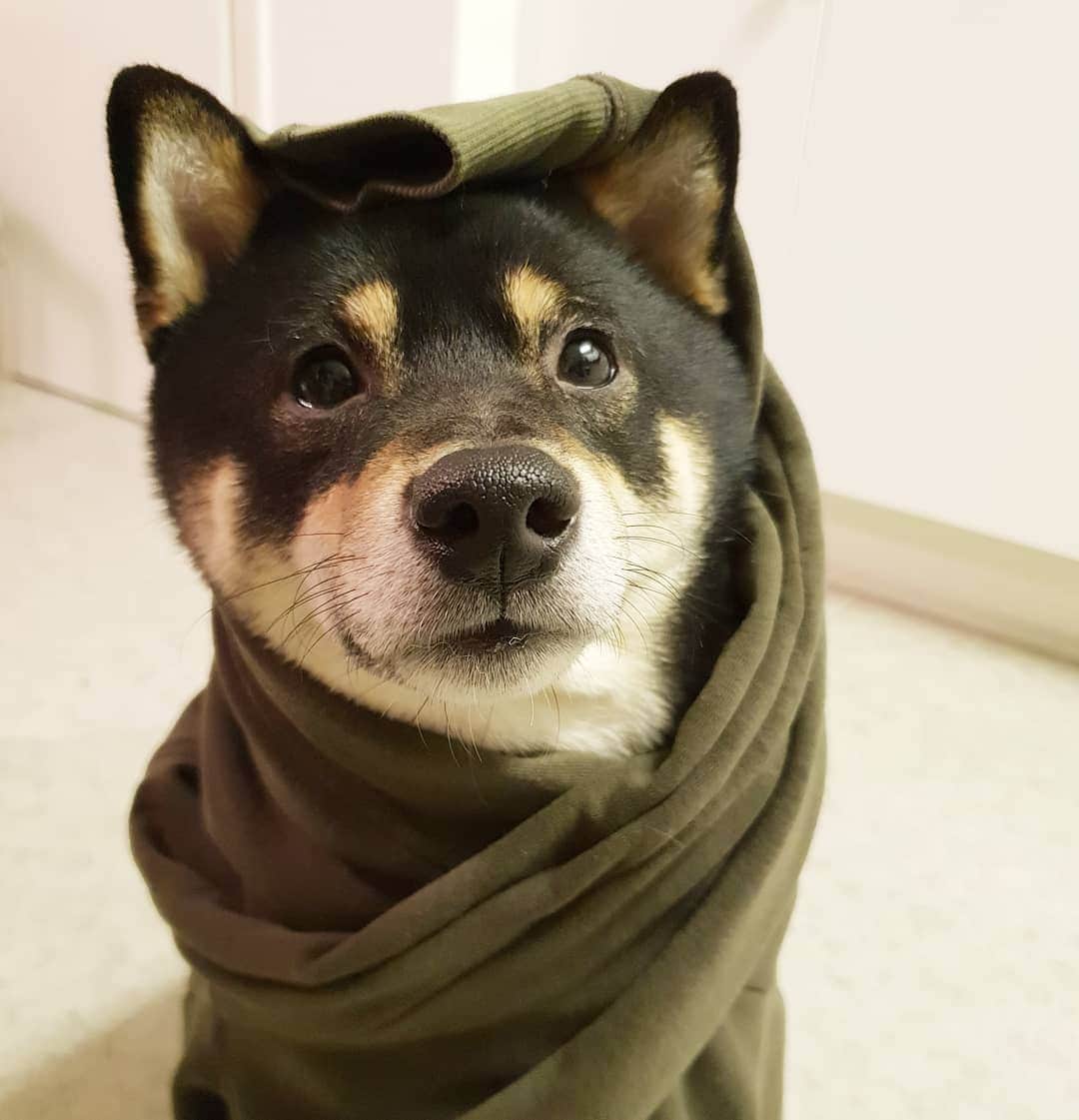 ?Fricko the Shiba Inu?のインスタグラム：「Did anyone order a burrito? 🐾 🐾 #Keaton #🐶 #shiba #shibainu #dog #柴犬 #黒柴 #子犬 #shibalovers #shibaholics #dogoftheday #dogslife #weeklyfluff  #dogstagram  #dogscorner #shibapuppy #puppiesofinstagram」