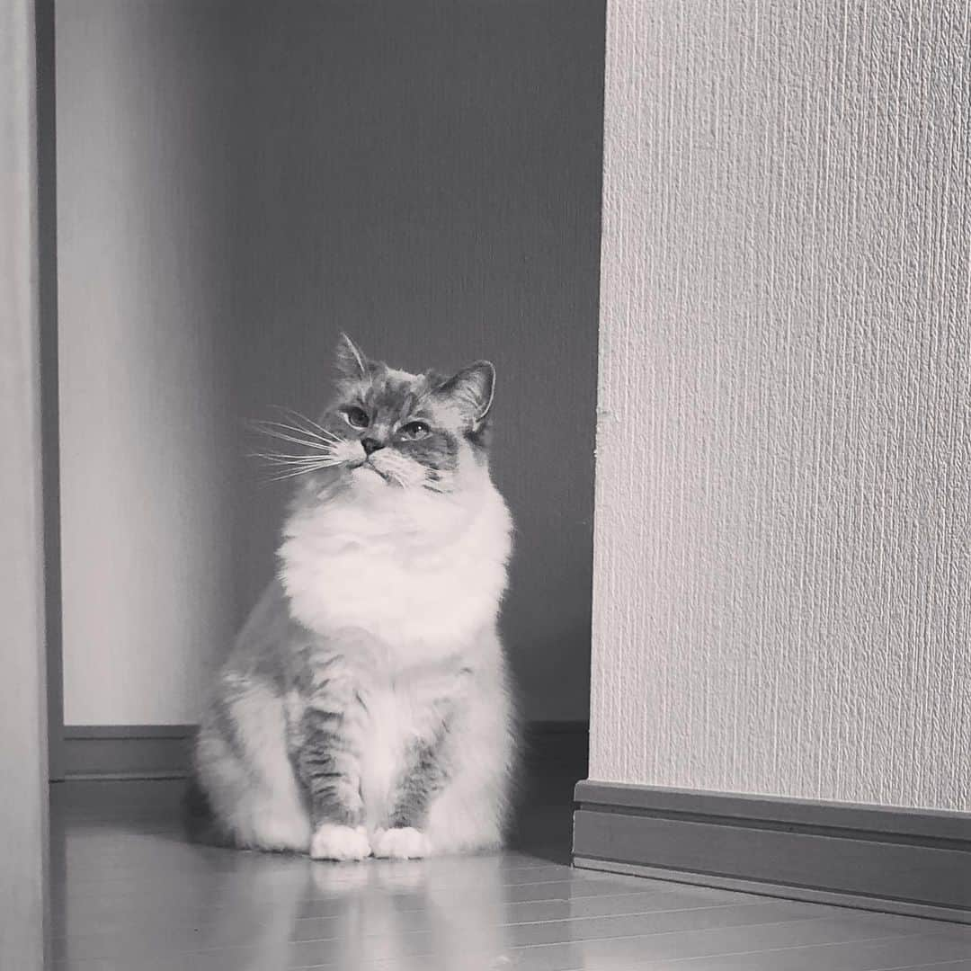 しるこさんのインスタグラム写真 - (しるこInstagram)「2019.7.13 😒角っこで爪とぎしましたね⁇ 😼ういろうにしたら目立たないよ⁇ 😒みんなが拡大して見ちゃうんだからねw . #13日のういろう日  #ういろう部 ギリギリ参加組w .」7月13日 23時49分 - shirukotan