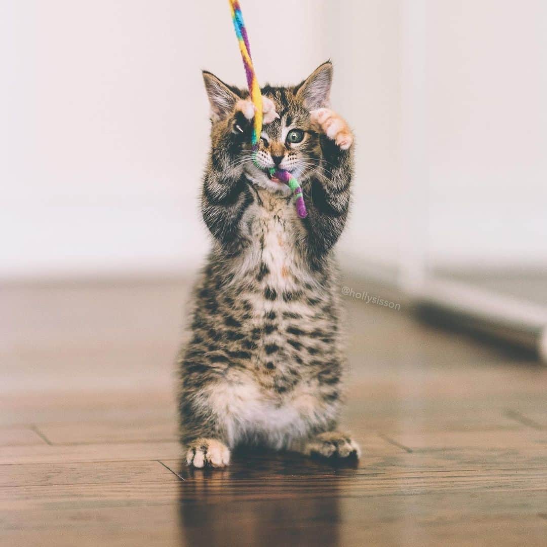 Holly Sissonさんのインスタグラム写真 - (Holly SissonInstagram)「Happy Caterday! 😹👍 #toronto #kitten #tabbykitty #mainecoon (See more of Emma on @pitterpatterfurryfeet) ~ Canon 1D X MkII + 85 f1.4L IS @ f1.4  See my bio for full camera equipment information plus info on how I process my images. 😊 ~ @bestmeow #bestmeow」7月13日 23時50分 - hollysisson