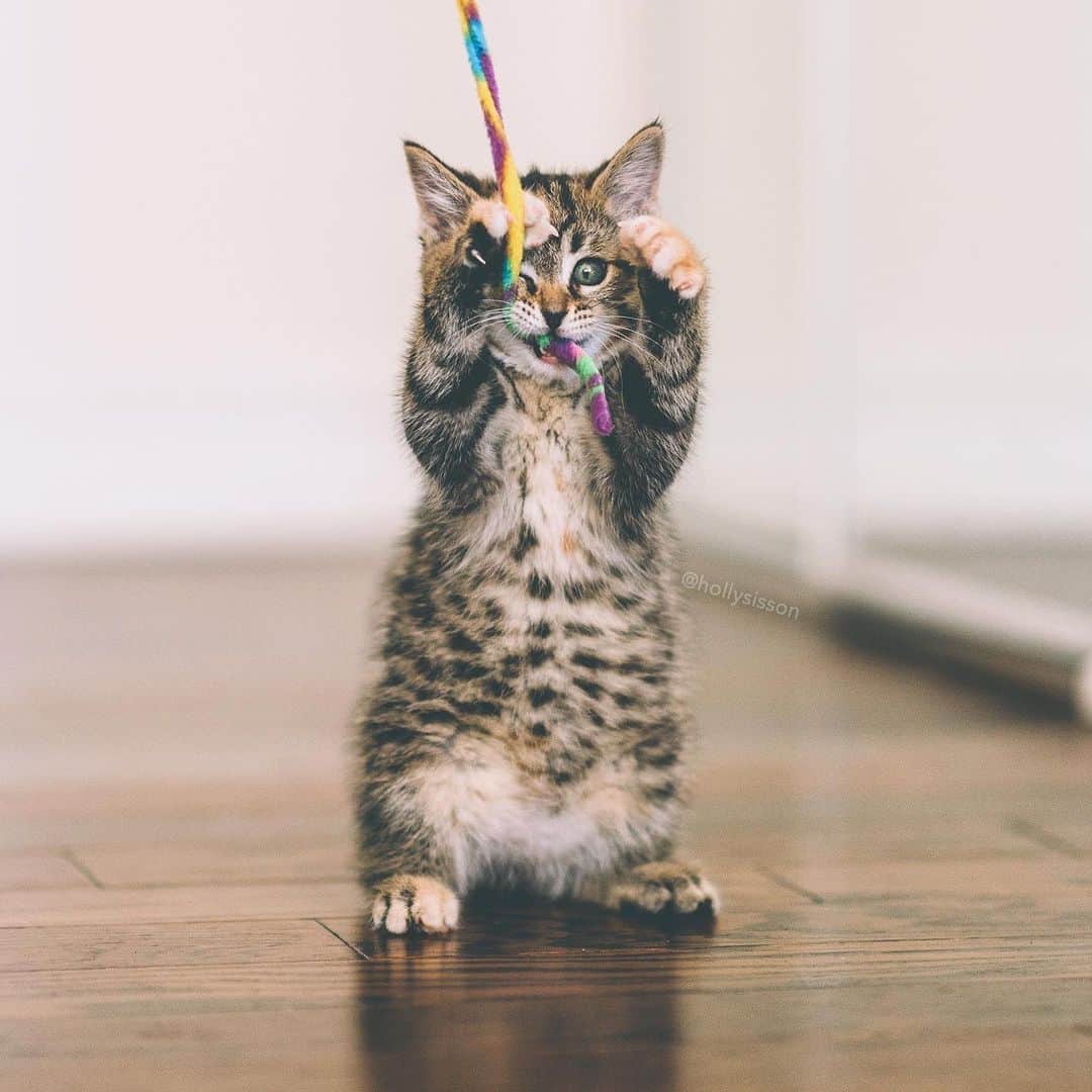 Holly Sissonのインスタグラム：「Happy Caterday! 😹👍 #toronto #kitten #tabbykitty #mainecoon (See more of Emma on @pitterpatterfurryfeet) ~ Canon 1D X MkII + 85 f1.4L IS @ f1.4  See my bio for full camera equipment information plus info on how I process my images. 😊 ~ @bestmeow #bestmeow」