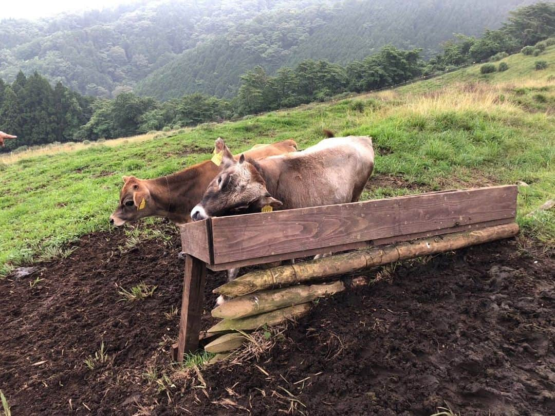 杉本彩さんのインスタグラム写真 - (杉本彩Instagram)「* 今日は、神奈川県の山北町で山地（やまち）酪農を営む「薫る野牧場」さんにお邪魔してきました。 * * 「薫る野牧場」の島崎薫さんは、今年3月末にEvaが開催した「私たちの健康と食事Animalwelfare2019」シンポジウムにご登壇いただきました。  大野山の緑豊かな斜面に広がる壮大な草地に、  母牛がのんびり草を食べながらゆっくり歩いていました。  山地酪農は、まず草が生い茂っている山に牛を入れ、地面の草を食べてもらいます。  その後人間が入り山の手入れなどをしながら牛と一緒に山の管理をしていきます。  ここにいる牛たちは、24時間365日完全放牧🐂  視察に行った時も常に少しづつ移動しながら山の草を食べていました。  牛の糞は堆肥となりそこから野シバやクローバーが生え、またそれを牛が食べます。  野シバは、周りの根と絡み合いながら地中に根を張るので、 山の斜面が強くなり、土砂崩れから守ってくれる役割を果たします。  山地酪農は、山が多い日本の特色を生かせる酪農です。  海外のように広大な土地のない日本で、アニマルウェルフェアを広めていくのは 難しいという話しをされる議員が時々おられますが、  日本の地形に合ったやり方があることを知ってほしいと思います。  帰りには、近くのカフェで薫る野牧場のソフトクリームをいただきました。  のびのび暮らすジャージー牛たちのミルクで作ったソフトクリームは、濃厚でありながらさっぱりとしていて、  添加物を使わないので、ミルクそのものの味がよくわかる自然なやさしい美味しさでした🍦  日本では、アニマルウェルフェアを実現している農場はまだまだ僅かです。  環境と動物と人にやさしい酪農が、当たり前の社会になってほしいと思います。  #山地酪農 #薫る野牧場  #薫る野牧場ソフトクリーム  #アニマルウェルフェア #自然放牧」7月13日 23時53分 - sugimoto_aya0719