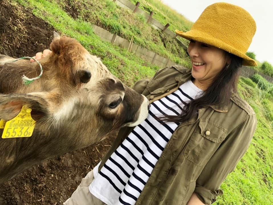 杉本彩さんのインスタグラム写真 - (杉本彩Instagram)「* 今日は、神奈川県の山北町で山地（やまち）酪農を営む「薫る野牧場」さんにお邪魔してきました。 * * 「薫る野牧場」の島崎薫さんは、今年3月末にEvaが開催した「私たちの健康と食事Animalwelfare2019」シンポジウムにご登壇いただきました。  大野山の緑豊かな斜面に広がる壮大な草地に、  母牛がのんびり草を食べながらゆっくり歩いていました。  山地酪農は、まず草が生い茂っている山に牛を入れ、地面の草を食べてもらいます。  その後人間が入り山の手入れなどをしながら牛と一緒に山の管理をしていきます。  ここにいる牛たちは、24時間365日完全放牧🐂  視察に行った時も常に少しづつ移動しながら山の草を食べていました。  牛の糞は堆肥となりそこから野シバやクローバーが生え、またそれを牛が食べます。  野シバは、周りの根と絡み合いながら地中に根を張るので、 山の斜面が強くなり、土砂崩れから守ってくれる役割を果たします。  山地酪農は、山が多い日本の特色を生かせる酪農です。  海外のように広大な土地のない日本で、アニマルウェルフェアを広めていくのは 難しいという話しをされる議員が時々おられますが、  日本の地形に合ったやり方があることを知ってほしいと思います。  帰りには、近くのカフェで薫る野牧場のソフトクリームをいただきました。  のびのび暮らすジャージー牛たちのミルクで作ったソフトクリームは、濃厚でありながらさっぱりとしていて、  添加物を使わないので、ミルクそのものの味がよくわかる自然なやさしい美味しさでした🍦  日本では、アニマルウェルフェアを実現している農場はまだまだ僅かです。  環境と動物と人にやさしい酪農が、当たり前の社会になってほしいと思います。  #山地酪農 #薫る野牧場  #薫る野牧場ソフトクリーム  #アニマルウェルフェア #自然放牧」7月13日 23時53分 - sugimoto_aya0719