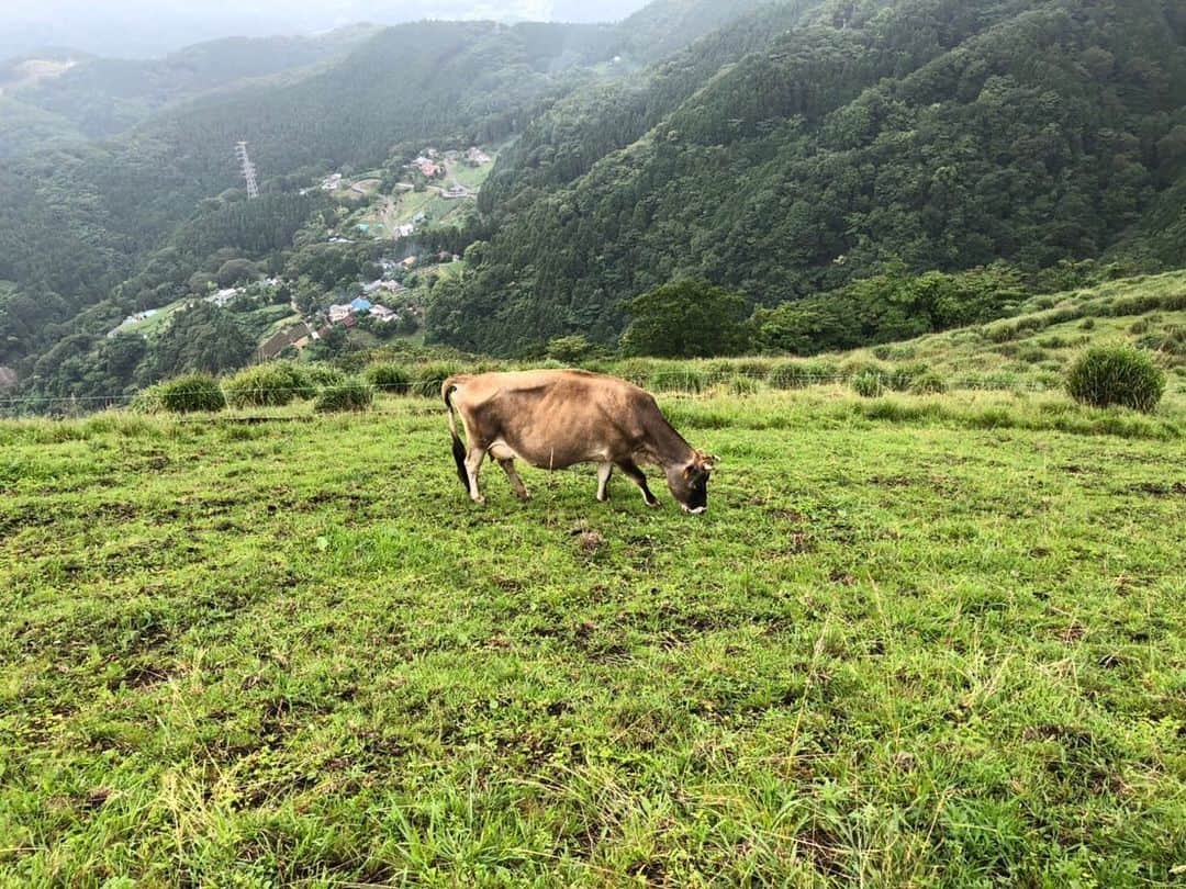 杉本彩さんのインスタグラム写真 - (杉本彩Instagram)「* 今日は、神奈川県の山北町で山地（やまち）酪農を営む「薫る野牧場」さんにお邪魔してきました。 * * 「薫る野牧場」の島崎薫さんは、今年3月末にEvaが開催した「私たちの健康と食事Animalwelfare2019」シンポジウムにご登壇いただきました。  大野山の緑豊かな斜面に広がる壮大な草地に、  母牛がのんびり草を食べながらゆっくり歩いていました。  山地酪農は、まず草が生い茂っている山に牛を入れ、地面の草を食べてもらいます。  その後人間が入り山の手入れなどをしながら牛と一緒に山の管理をしていきます。  ここにいる牛たちは、24時間365日完全放牧🐂  視察に行った時も常に少しづつ移動しながら山の草を食べていました。  牛の糞は堆肥となりそこから野シバやクローバーが生え、またそれを牛が食べます。  野シバは、周りの根と絡み合いながら地中に根を張るので、 山の斜面が強くなり、土砂崩れから守ってくれる役割を果たします。  山地酪農は、山が多い日本の特色を生かせる酪農です。  海外のように広大な土地のない日本で、アニマルウェルフェアを広めていくのは 難しいという話しをされる議員が時々おられますが、  日本の地形に合ったやり方があることを知ってほしいと思います。  帰りには、近くのカフェで薫る野牧場のソフトクリームをいただきました。  のびのび暮らすジャージー牛たちのミルクで作ったソフトクリームは、濃厚でありながらさっぱりとしていて、  添加物を使わないので、ミルクそのものの味がよくわかる自然なやさしい美味しさでした🍦  日本では、アニマルウェルフェアを実現している農場はまだまだ僅かです。  環境と動物と人にやさしい酪農が、当たり前の社会になってほしいと思います。  #山地酪農 #薫る野牧場  #薫る野牧場ソフトクリーム  #アニマルウェルフェア #自然放牧」7月13日 23時53分 - sugimoto_aya0719