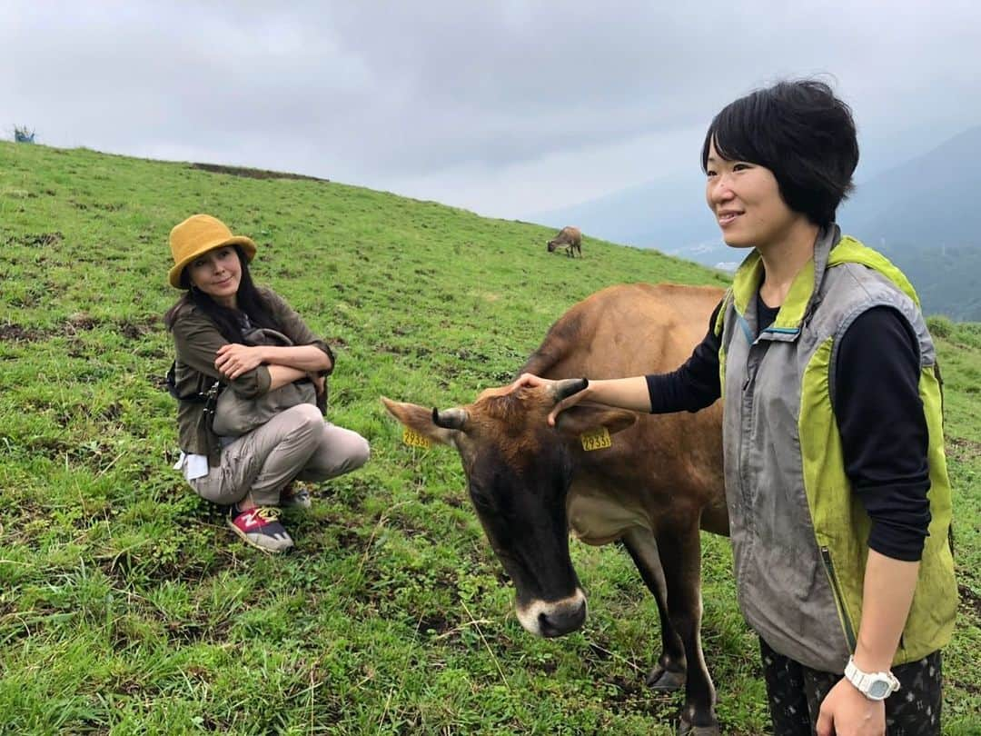 杉本彩さんのインスタグラム写真 - (杉本彩Instagram)「* 今日は、神奈川県の山北町で山地（やまち）酪農を営む「薫る野牧場」さんにお邪魔してきました。 * * 「薫る野牧場」の島崎薫さんは、今年3月末にEvaが開催した「私たちの健康と食事Animalwelfare2019」シンポジウムにご登壇いただきました。  大野山の緑豊かな斜面に広がる壮大な草地に、  母牛がのんびり草を食べながらゆっくり歩いていました。  山地酪農は、まず草が生い茂っている山に牛を入れ、地面の草を食べてもらいます。  その後人間が入り山の手入れなどをしながら牛と一緒に山の管理をしていきます。  ここにいる牛たちは、24時間365日完全放牧🐂  視察に行った時も常に少しづつ移動しながら山の草を食べていました。  牛の糞は堆肥となりそこから野シバやクローバーが生え、またそれを牛が食べます。  野シバは、周りの根と絡み合いながら地中に根を張るので、 山の斜面が強くなり、土砂崩れから守ってくれる役割を果たします。  山地酪農は、山が多い日本の特色を生かせる酪農です。  海外のように広大な土地のない日本で、アニマルウェルフェアを広めていくのは 難しいという話しをされる議員が時々おられますが、  日本の地形に合ったやり方があることを知ってほしいと思います。  帰りには、近くのカフェで薫る野牧場のソフトクリームをいただきました。  のびのび暮らすジャージー牛たちのミルクで作ったソフトクリームは、濃厚でありながらさっぱりとしていて、  添加物を使わないので、ミルクそのものの味がよくわかる自然なやさしい美味しさでした🍦  日本では、アニマルウェルフェアを実現している農場はまだまだ僅かです。  環境と動物と人にやさしい酪農が、当たり前の社会になってほしいと思います。  #山地酪農 #薫る野牧場  #薫る野牧場ソフトクリーム  #アニマルウェルフェア #自然放牧」7月13日 23時53分 - sugimoto_aya0719