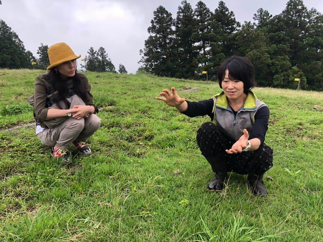 杉本彩さんのインスタグラム写真 - (杉本彩Instagram)「* 今日は、神奈川県の山北町で山地（やまち）酪農を営む「薫る野牧場」さんにお邪魔してきました。 * * 「薫る野牧場」の島崎薫さんは、今年3月末にEvaが開催した「私たちの健康と食事Animalwelfare2019」シンポジウムにご登壇いただきました。  大野山の緑豊かな斜面に広がる壮大な草地に、  母牛がのんびり草を食べながらゆっくり歩いていました。  山地酪農は、まず草が生い茂っている山に牛を入れ、地面の草を食べてもらいます。  その後人間が入り山の手入れなどをしながら牛と一緒に山の管理をしていきます。  ここにいる牛たちは、24時間365日完全放牧🐂  視察に行った時も常に少しづつ移動しながら山の草を食べていました。  牛の糞は堆肥となりそこから野シバやクローバーが生え、またそれを牛が食べます。  野シバは、周りの根と絡み合いながら地中に根を張るので、 山の斜面が強くなり、土砂崩れから守ってくれる役割を果たします。  山地酪農は、山が多い日本の特色を生かせる酪農です。  海外のように広大な土地のない日本で、アニマルウェルフェアを広めていくのは 難しいという話しをされる議員が時々おられますが、  日本の地形に合ったやり方があることを知ってほしいと思います。  帰りには、近くのカフェで薫る野牧場のソフトクリームをいただきました。  のびのび暮らすジャージー牛たちのミルクで作ったソフトクリームは、濃厚でありながらさっぱりとしていて、  添加物を使わないので、ミルクそのものの味がよくわかる自然なやさしい美味しさでした🍦  日本では、アニマルウェルフェアを実現している農場はまだまだ僅かです。  環境と動物と人にやさしい酪農が、当たり前の社会になってほしいと思います。  #山地酪農 #薫る野牧場  #薫る野牧場ソフトクリーム  #アニマルウェルフェア #自然放牧」7月13日 23時53分 - sugimoto_aya0719