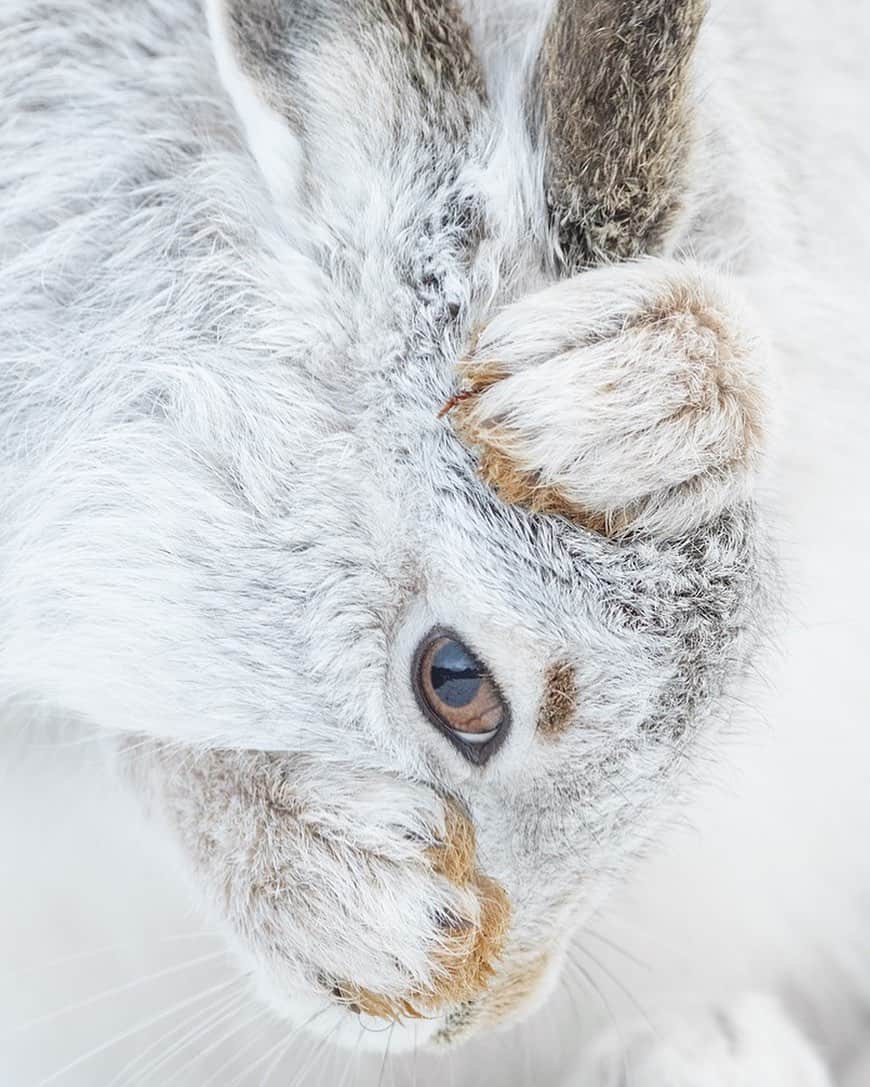 thephotosocietyさんのインスタグラム写真 - (thephotosocietyInstagram)「Photograph by @andyparkinsonphoto/@thephotosociety  Mountain hare vogueing – During the 5 weeks earlier this year that @kevmorgans and I were up in Scotland the weather to be fair was a bit rubbish. Unseasonally warm the complete absence of snow from the hillsides, or the patchy nature of it, made capturing the standard of images that we both seek incredibly difficult. Fortunately we knew a few friendly hares by the name of Lady and Grouse though of the two Lady was definitely the most active. For Grouse any kind of movement was really quite unusual so how she hadn’t already been nailed by a golden eagle I’ll never know, especially given that she was such a beautifully striking white colour. Lady on the other hand, though incredibly confiding much like Grouse, often like to hang out in a damp, peaty ditch so whilst getting close was never an issue capturing a half decent image usually was. On this occasion though we were fortunate that she had decided, whilst still in her peaty ditch, to sit upon a small patch of snow. This was all that we needed to be able use the reflected light bouncing off the snow to give Lady’s fur a wonderfully even tone, free from shadows. We also both clocked then when Lady groomed she would occasionally bring both paws up over her face as she did so, thereby enabling us both to be able to produce so unique portraits, a bit different form the norm. Whenever I shoot like this I always ratchet up the ISO on my camera, most likely to about 1600-3200, thereby allowing me increase the depth of field and bringing the whole of Lady into sharp focus. Otherwise it would be incredibly difficult at such close quarters to be able to keep my focussing point on her eye. Now as @kevmorgans is most likely a massive @madonna fan he’ll probably start singing and dancing along as soon as he hears this so ‘come on vogue, let your body move to the music’ 😂 @kevmorgans@madonna #topbants」7月13日 23時57分 - thephotosociety