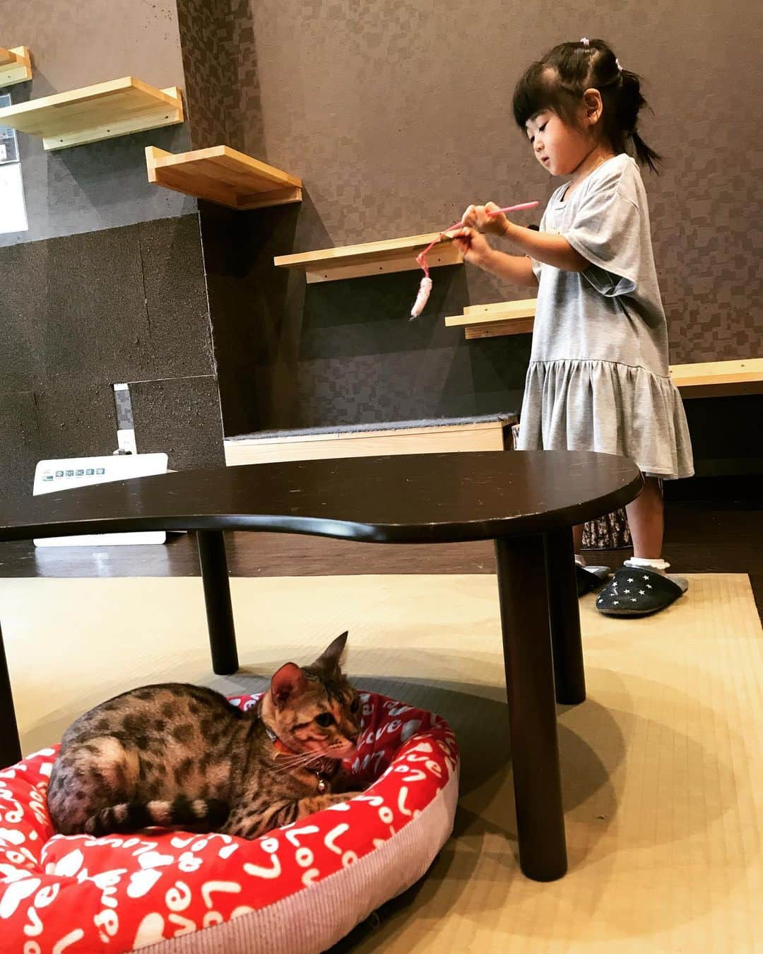 ジョー さんのインスタグラム写真 - (ジョー Instagram)「娘とデート❤️ 猫が好きみたいで2人で猫カフェ→イオン #猫カフェ 猫カフェ行ったら「かわいいー♪」って最初は楽しんでたのに、有料の猫たちにおやつをあげるやつやったら、おやつ持った瞬間に猫カフェ内の全猫が娘に集まってきて、びびって半泣きww  帰りに「また行きたい？」って聞いたら 「行きたくない」とおっしゃってましたw  また行こうねwww #娘 #3歳5ヶ月 #女の子 #愛してる」7月14日 0時01分 - doublename_jo