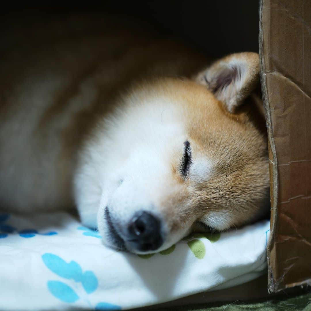 まる（まるたろう）さんのインスタグラム写真 - (まる（まるたろう）Instagram)「Good night!✨🐶💤✨おでこでおさえてるから今日ははみ出さないと思うよ #安心してください #はみ出てませんから #ワンルーム #意外と快適 #ちょうどいい狭さ #手作りハウス」7月14日 0時10分 - marutaro