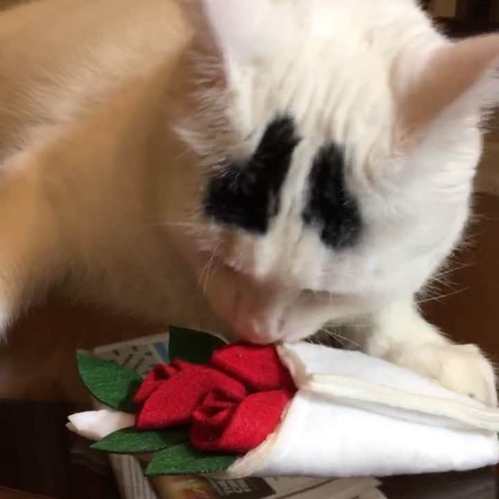 Samのインスタグラム：「Whoever thought of making a nip flower toy is amazing. Thank you for the flowers, @katvondbeauty !」