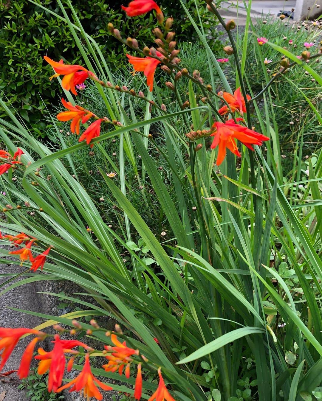 工藤静香さんのインスタグラム写真 - (工藤静香Instagram)「最近お気に入りのヘアオイル バラのエキスが入っていていい香り ヘアオイルと言うか、美容オイルのようです！  路地に力強く咲いていた行田色のオレンジ色のお花、元気を貰えました。 よし！力強く頑張ろう  琥珀のロイヤル、大きくても重くないから嬉しい。」7月14日 0時20分 - kudo_shizuka