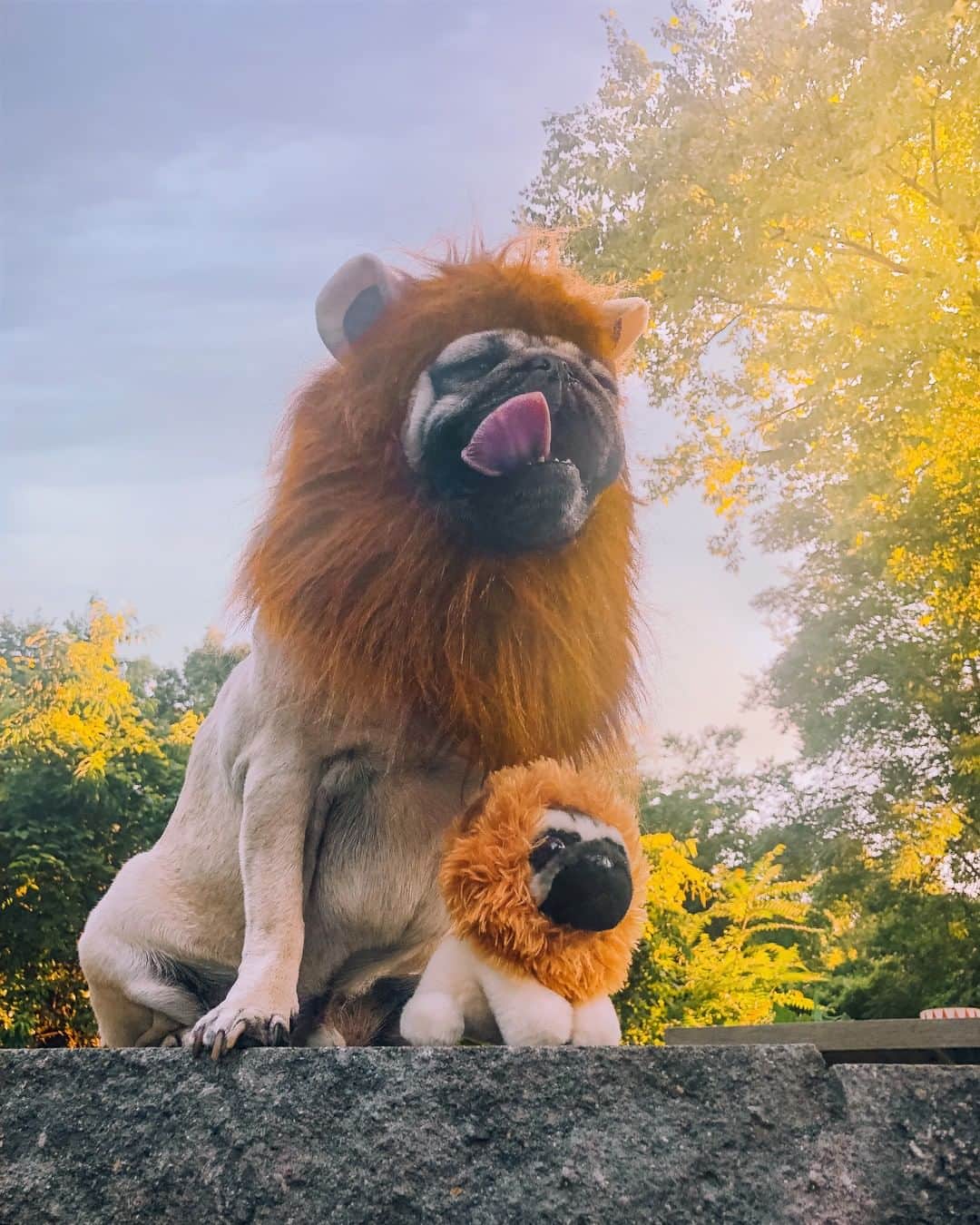 itsdougthepugさんのインスタグラム写真 - (itsdougthepugInstagram)「"Everything the light touches is our kingdom" -Doug • My brand new lion plushie is out now at @clairesstores and online! Link in bio 🦁 #dougthepugxclaires」7月14日 0時30分 - itsdougthepug