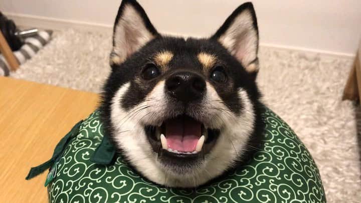 まめ丸のインスタグラム：「* * もっとボール🎾なげてなげてー🐶💓 #連休なので夜更かし中 * more snack please🐶💓 * #そしてとってきたら #おやつをください🍪 ぼくのエリカラは #楽天roomに載せてます * #柴犬#豆柴#柴#黒柴#犬#shiba#shibainu#shibastagram#shibadog#puppy#instadog#dogstagram#dog#mameshiba#instashiba#petstagram#pet#buzzfeedanimals#cute#cutedog#강아지#멍스타그램#エリザベスまめ丸#roomインフルエンサー」