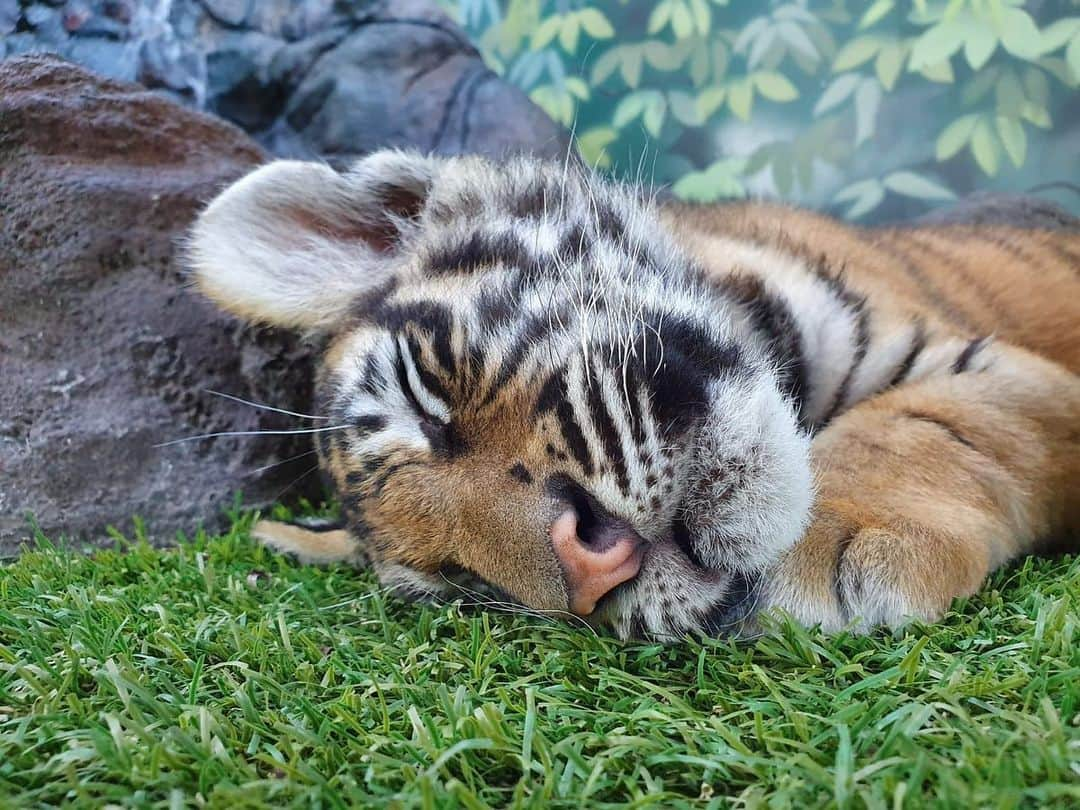 ハンナ・クインリヴァンさんのインスタグラム写真 - (ハンナ・クインリヴァンInstagram)「I’m enjoying my Wildlife 😜 #aussie #wildlife」7月14日 0時39分 - hannah_quinlivan