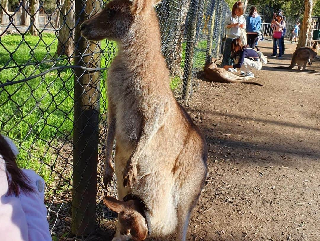 ハンナ・クインリヴァンさんのインスタグラム写真 - (ハンナ・クインリヴァンInstagram)「I’m enjoying my Wildlife 😜 #aussie #wildlife」7月14日 0時39分 - hannah_quinlivan