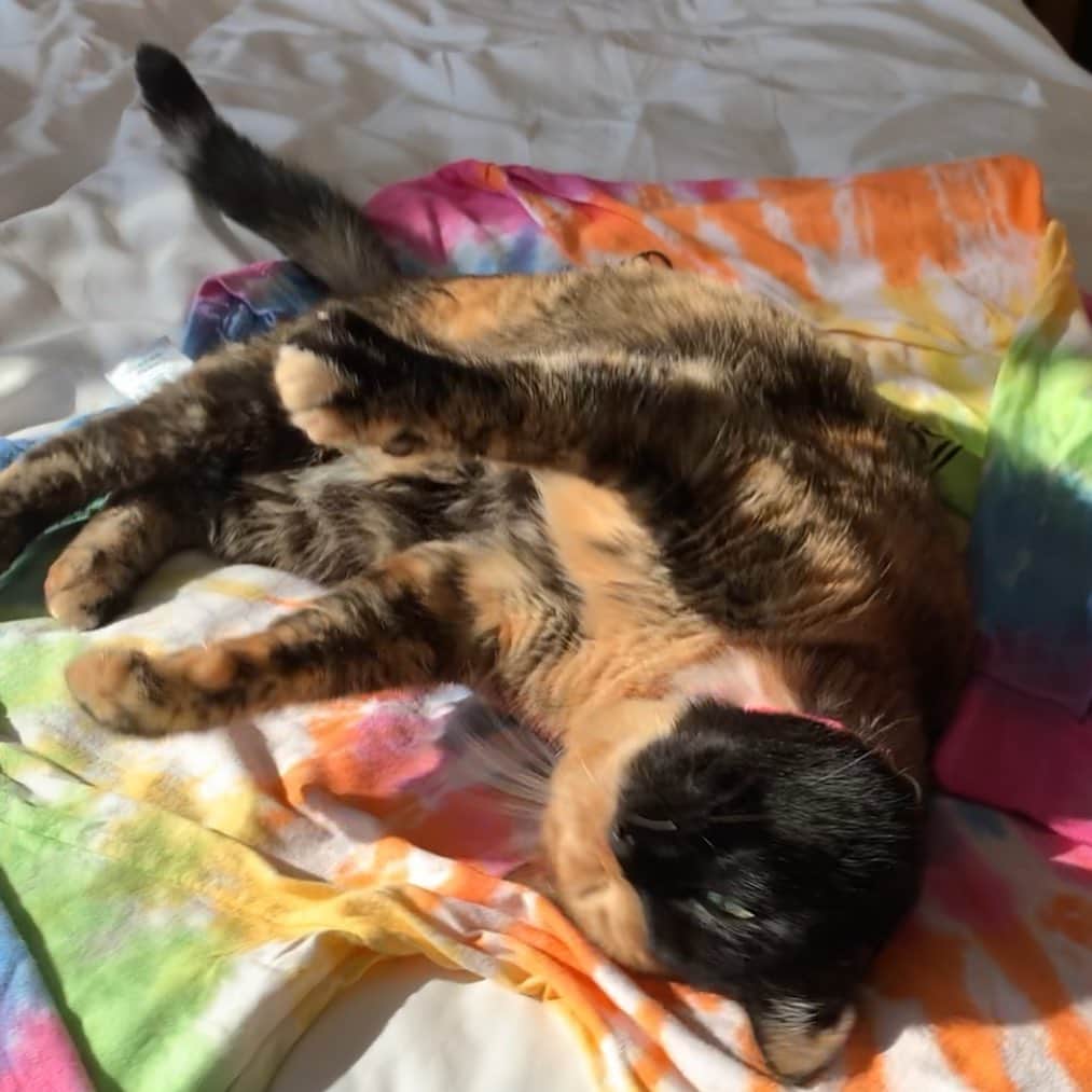 Venus Cat さんのインスタグラム写真 - (Venus Cat Instagram)「Good morning! ☀️」7月14日 0時34分 - venustwofacecat