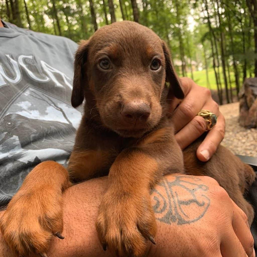 ホープ・ソロさんのインスタグラム写真 - (ホープ・ソロInstagram)「A litter of 🐕 is the best way to recover from the end of #WWC19! It’s so great to be home #FarmLife」7月14日 0時52分 - hopesolo