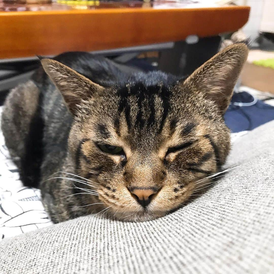 Musashiさんのインスタグラム写真 - (MusashiInstagram)「夜ムサシ。おやすみなさい。Good night.😘 #musashi #mck #cat #キジトラ #ムサシさん #musashi_the_cat #ねこすたぐらむ」7月14日 1時07分 - _daisy