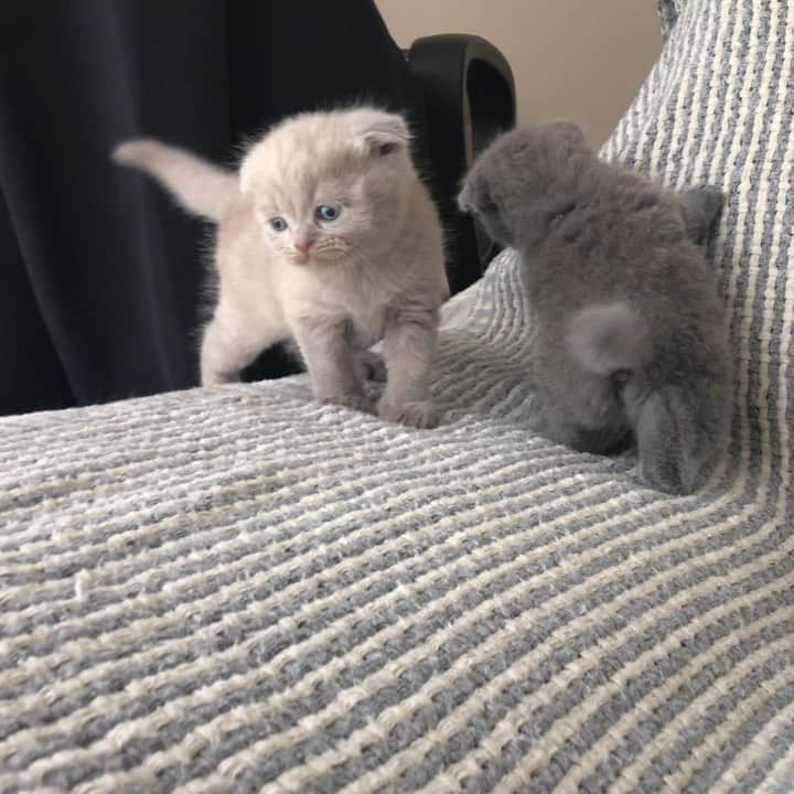 minik_catsのインスタグラム：「Sebebi neydi ki 😂😂😂 Whats the reason?😂 🎊🐱 #cutepetclub #vscoturkey #vscocam #vscocat #vsco #cat #cats #catsofinstagram #instacat #instadaily #instamood #instacool #instafollow #instapic #vscoturkey #vscolike #catstagram #catsagram #catsofworld #catslover #catoftheday #igers  #cute #pet #cutepetclub #catsoftheworld #gato_cats #catsloversworldworld #catsloversclub #thedailykitten #meowbox #cat」