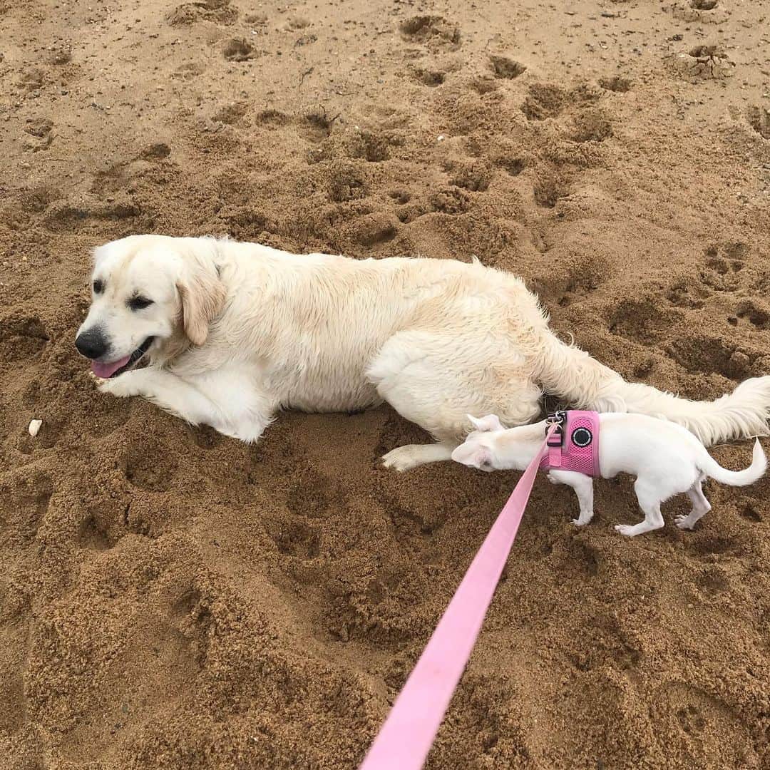 マーガレット・チョーさんのインスタグラム写真 - (マーガレット・チョーInstagram)「On Lucia’s first beach excursion in #Provincetown she met Luciano! #dog #rescuedog #chihuahua」7月14日 1時25分 - margaret_cho