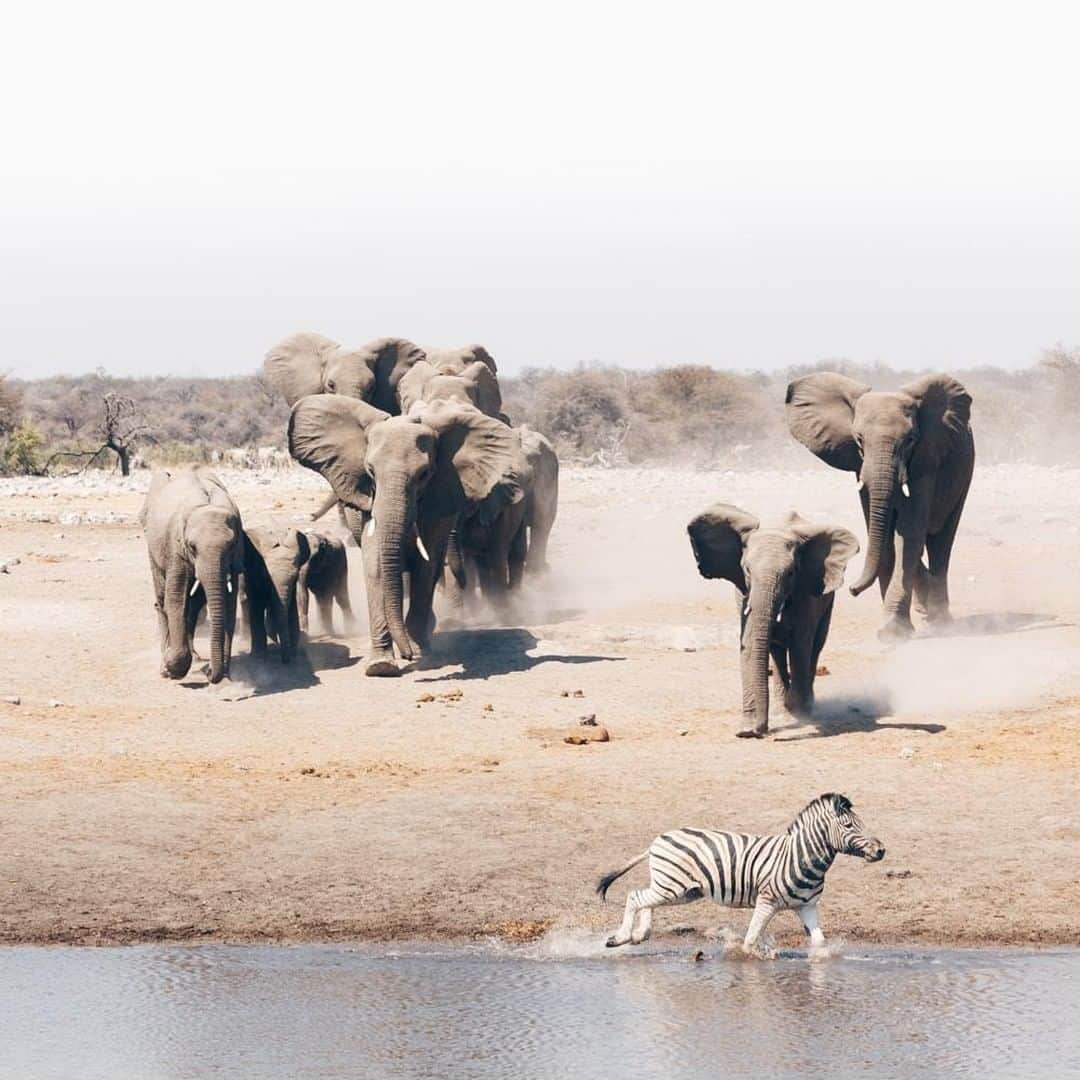 Lonely Planetさんのインスタグラム写真 - (Lonely PlanetInstagram)「'#Chudob waterhole in #Etosha National Park was full of life. Springboks and giraffes drinking side by side; zebra and oryx washing the endless white dust from their feet; a pair of rhinos bathing in the mud. All was peace and harmony until a herd of elephants gate-crashed the scene. Charging towards the waterhole with legs stomping, ears flapping and trumpets blasting, they cleared the area of unwanted strangers and proceeded to frolic in the now abandoned waterhole. One lone zebra only just made it out in time!' - @anywhere_we_roam -- Tap our link in bio for more info on traveling to #Namibia!」7月14日 2時00分 - lonelyplanet