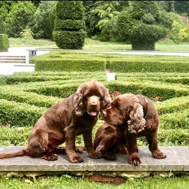 ハケットのインスタグラム：「Muffin and Harry are ready for the weekend, catching some rays with our founder @mrjhackett. #Regram @mrjhackett #Hackett #SussexSpaniels」