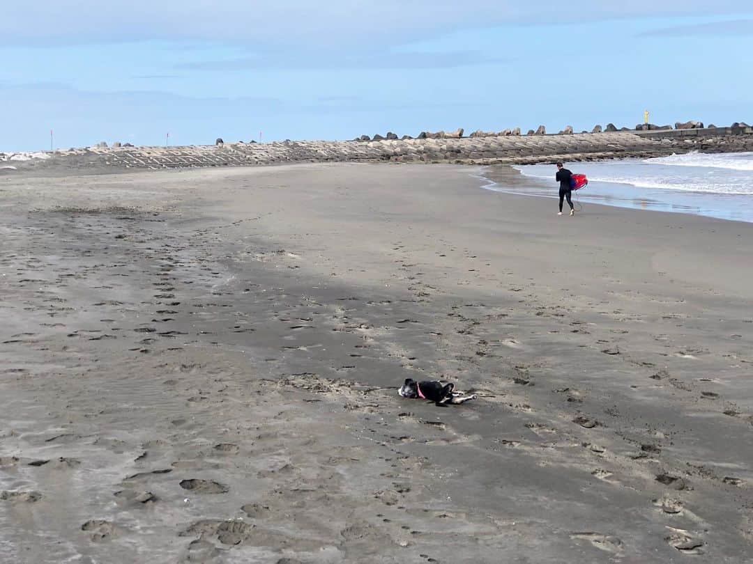 小澤名代さんのインスタグラム写真 - (小澤名代Instagram)「お散歩嫌いのブレアがBEACHを軽快なステップで走ってて可愛すぎた💗  東京では見たことない表情🥰  サンセットみたりいつもより大自然を感じられる時間。 海の近くに住みたい欲が止まらない！  #beachtrip #dogstagram #Chihuahua #villa #sea #sunset #beach #noseanolife #terracehouse #dogsofinstagram #ビーチトリップ #愛犬 #愛犬と旅行 #九十九里 #九十九里浜海岸 #チワワ #ミニチュアダックス #チワックス #多頭飼い #お庭付き別荘 #ヴィラ #犬との暮らし #犬と泊まれる宿 #思い出 #癒しの旅 #ブレクロ #とんがり #きききりん #愛犬家」7月14日 2時20分 - ozawanayo