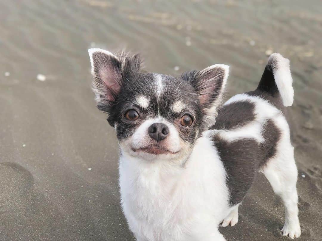 小澤名代さんのインスタグラム写真 - (小澤名代Instagram)「お散歩嫌いのブレアがBEACHを軽快なステップで走ってて可愛すぎた💗  東京では見たことない表情🥰  サンセットみたりいつもより大自然を感じられる時間。 海の近くに住みたい欲が止まらない！  #beachtrip #dogstagram #Chihuahua #villa #sea #sunset #beach #noseanolife #terracehouse #dogsofinstagram #ビーチトリップ #愛犬 #愛犬と旅行 #九十九里 #九十九里浜海岸 #チワワ #ミニチュアダックス #チワックス #多頭飼い #お庭付き別荘 #ヴィラ #犬との暮らし #犬と泊まれる宿 #思い出 #癒しの旅 #ブレクロ #とんがり #きききりん #愛犬家」7月14日 2時20分 - ozawanayo