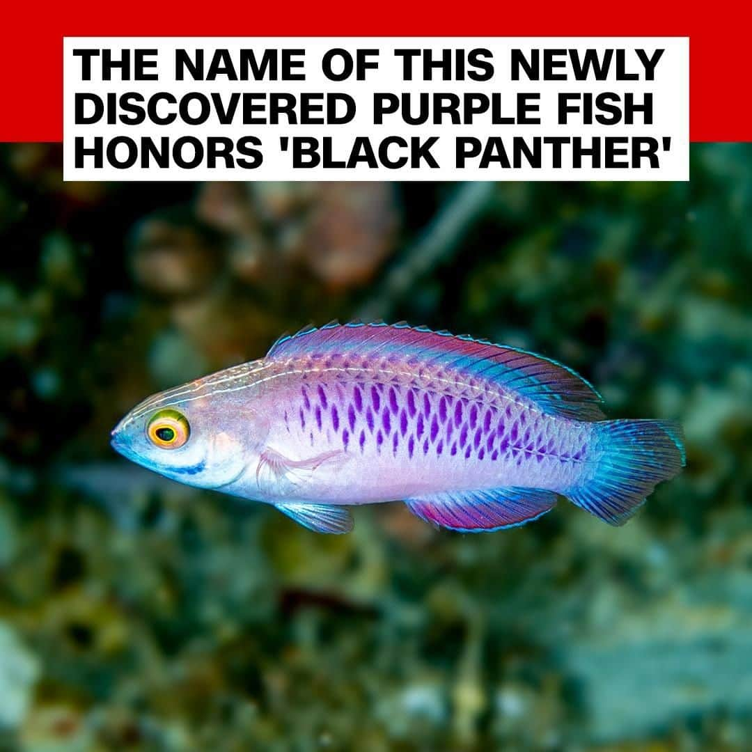 CNNさんのインスタグラム写真 - (CNNInstagram)「A previously unknown fish species 🐟with vibrant purple scales has been named for superhero Black Panther’s fictional home country. The fish, now officially known as Cirrhilabrus wakanda, or the vibranium fairy wrasse, were discovered by scientists in dark coral reefs in the Indian Ocean off the coast of Tanzania. (📸: Luiz Rocha)」7月14日 3時00分 - cnn