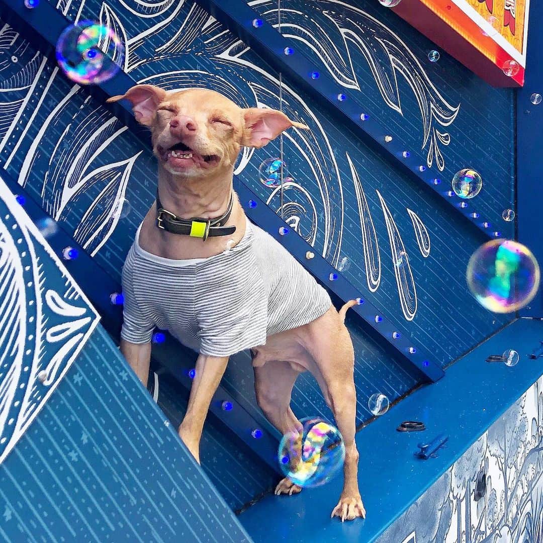 Tuna {breed:chiweenie} さんのインスタグラム写真 - (Tuna {breed:chiweenie} Instagram)「Bubbles bring him joy...until he tries to eat one. That circumstance not pictured 😂」7月14日 3時25分 - tunameltsmyheart