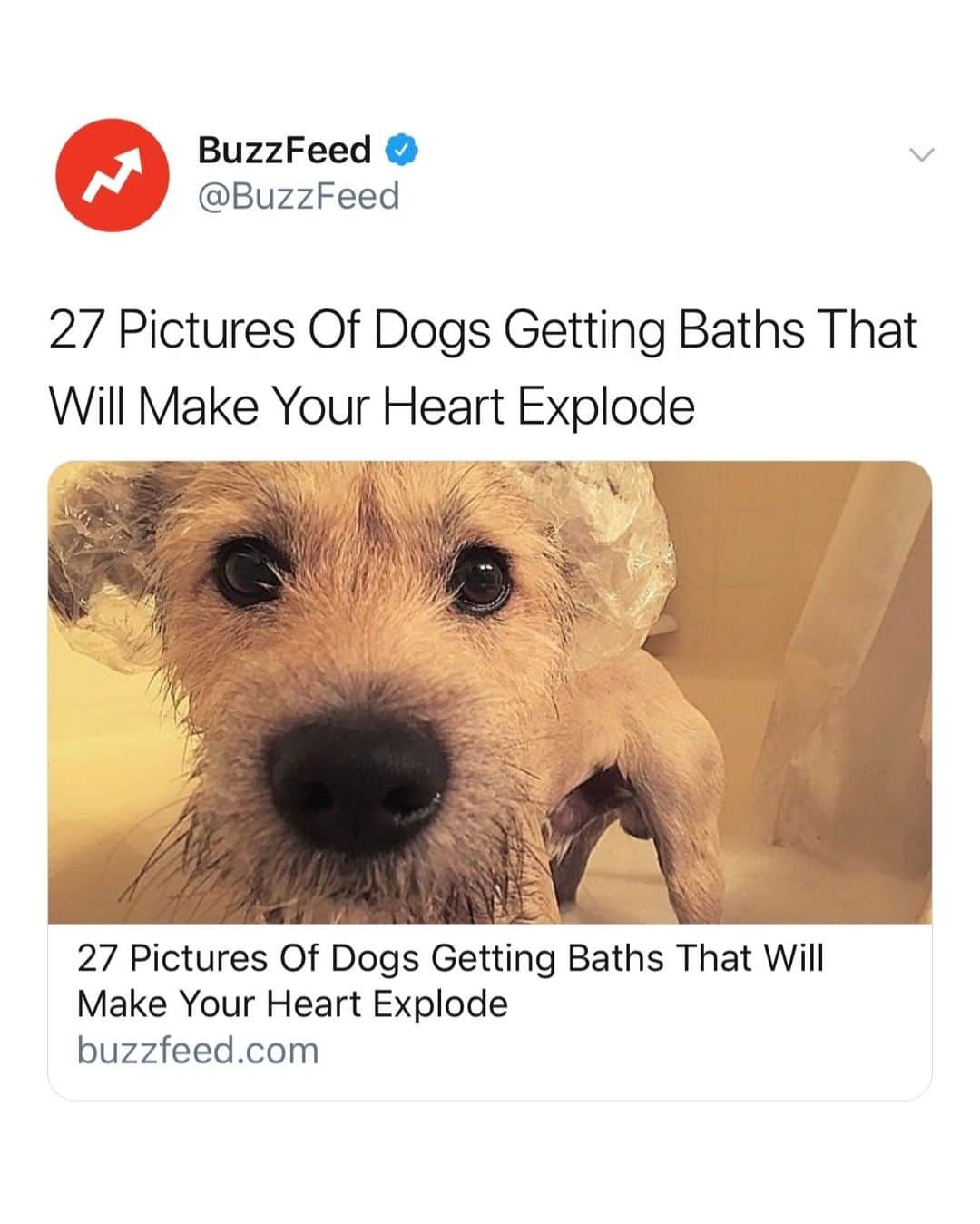 BuzzFeedさんのインスタグラム写真 - (BuzzFeedInstagram)「Dog baths. That's all you need to know 🐶🛁 Link in bio 😍」7月14日 5時00分 - buzzfeed