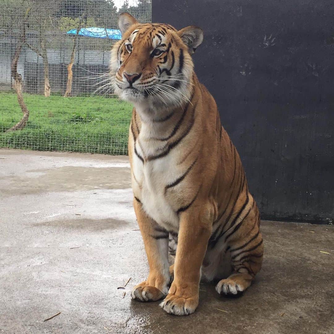 Black Jaguar-White Tiger さんのインスタグラム写真 - (Black Jaguar-White Tiger Instagram)「Nicolita has got to be the cutest Tigress ever. Just look at that face... #LasComadresBJWT #SaveTigers」7月14日 5時08分 - blackjaguarwhitetiger