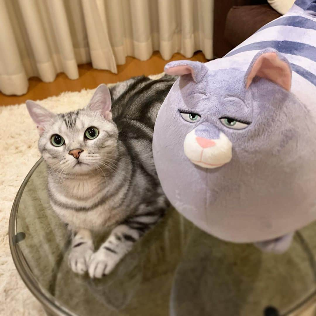 Alain アランさんのインスタグラム写真 - (Alain アランInstagram)「Good morning! Bonjour! The secret life of pets! I’ll play with Chloe. #pet2 * 飼い主がいない間、ペットたちは何をしてるのだろう？ アランはクロエと遊んでいるみたい。映画「ペット2」のキャスト、猫のクロエ。公式ウェブサイトにあるトレーラーを見て爆笑🤣。朝、クロエが飼い主を起こす様子はアランと同じでした（笑）。 #映画ペット2」7月14日 5時35分 - alain_cat