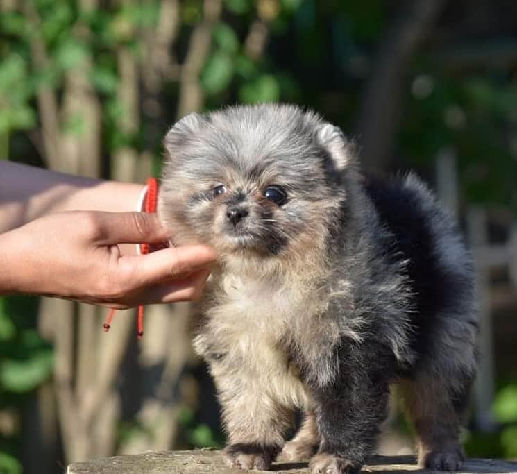 Puppy For Sale.のインスタグラム