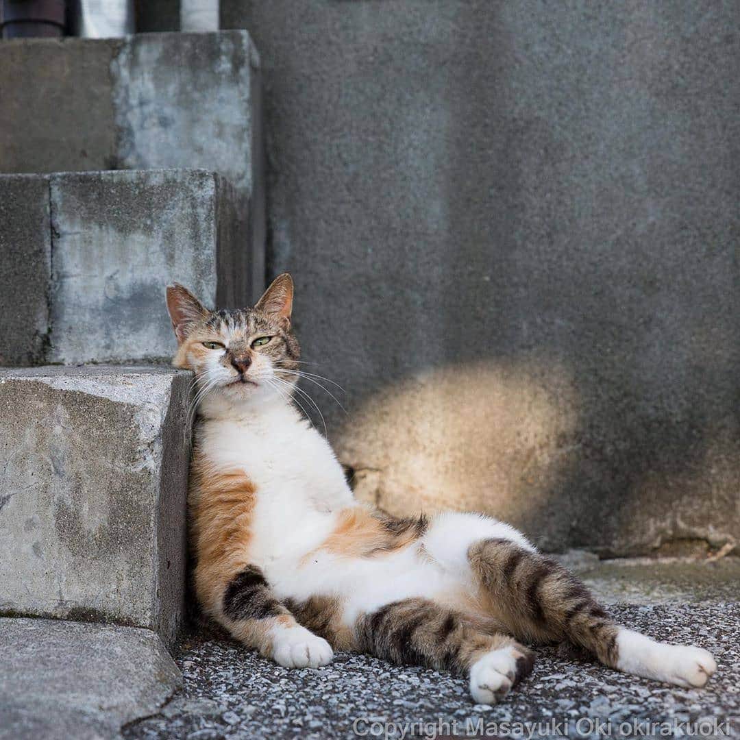 Pleasant Catsさんのインスタグラム写真 - (Pleasant CatsInstagram)「📷 from @okirakuoki 😍😘 #pleasantcats ❤❤」7月14日 5時43分 - pleasantcats