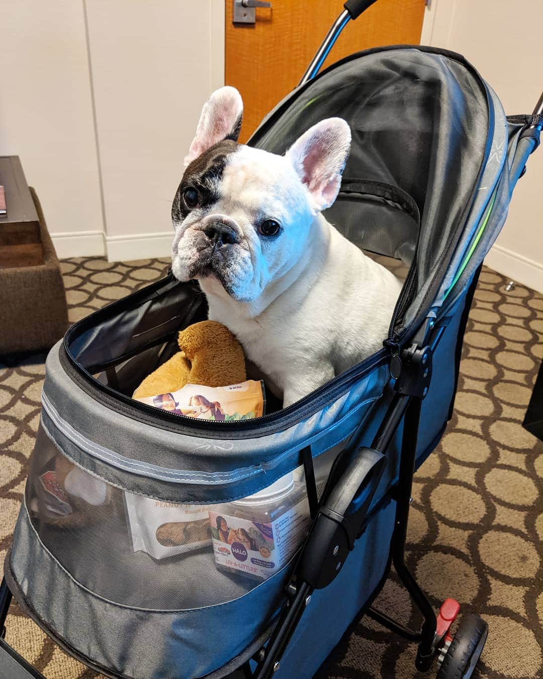Manny The Frenchieのインスタグラム：「I never travel without my essentials...my stroller, my toy, and my snacks! 😀 @halopets」