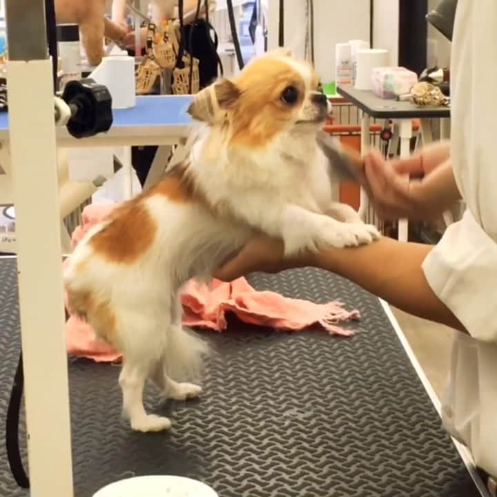 のインスタグラム：「🛁Grooming up① ・ はじめてのトリミングその① ・ ちまをトリマーさんに預けたあと お茶して待とうとしたんだけど コーヒーが全然のどを通らないんですよ。 あ、わたし心配で動揺してるわ！ って気づいてサロンに引き返しました😅 ・ 結局仕上がりまで見守ってしまった👩🏻 記録係は👨🏻📹 トリマーさんはさぞ気が散ったであろう😅 ・ #chima #ちま #チワワ #chihuahua #ชิวาวา #ふわもこ部 #PECOいぬ部 #sniffandbarkens #WeeklyFluff #cutepetclub #doggy_lovings #Grooming #サマーカット #ライオンカット #haircut」