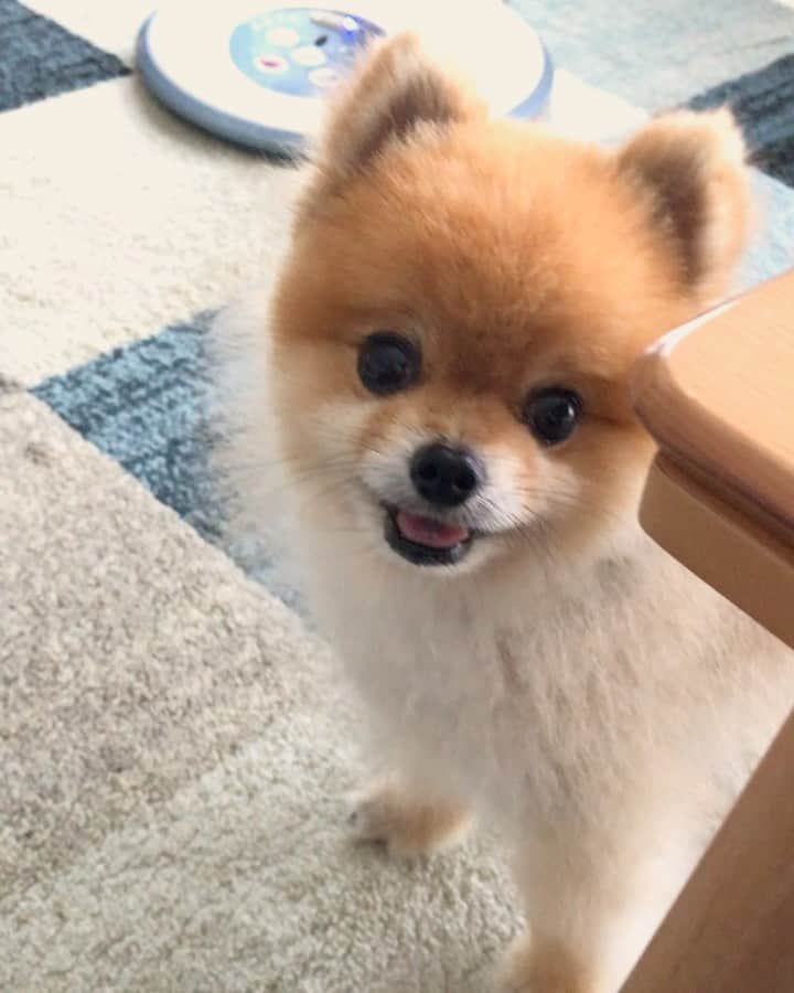 RIO POMEのインスタグラム：「雨続きでお散歩行けてません😢  いいかげん連れていってほしいリオが何度もおねだりします😢  早く梅雨明けて欲しいね💦  #ポメラニアン #pomeranian  #犬 #dog #dogstagram#doglover #愛犬 #わんこ #ポメラニアン大好き #ポメラニアンが世界一可愛い #pom #ぽめらにあん #ポメ#pomeraniansofinstagram  #pomeranianlove #ふわもこ部 #いぬバカ部 #癒しわんこ#instapic#pomstagram #puppy #dogsofinstagram #cute#cutedog」