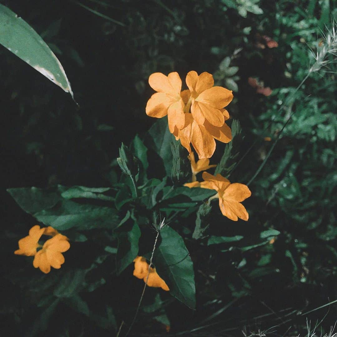 イプシー・キーラティさんのインスタグラム写真 - (イプシー・キーラティInstagram)「🧡🍃 #gypsyisnotagardener」7月14日 17時07分 - gypsykeerati