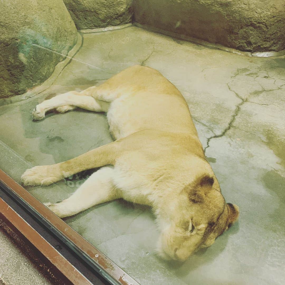 岡崎慎司さんのインスタグラム写真 - (岡崎慎司Instagram)「In 日本平動物園🦁 みんな朝に弱いのかな？笑 孔雀だけは珍しく羽広げてた。笑 のんびり過ごせる日本平動物園はおすすめです😊👍 #家族連れに💯#休日に💯#シンプルで💯」7月14日 8時55分 - shinjiokazaki_official