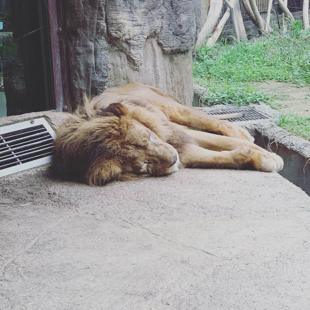 岡崎慎司さんのインスタグラム写真 - (岡崎慎司Instagram)「In 日本平動物園🦁 みんな朝に弱いのかな？笑 孔雀だけは珍しく羽広げてた。笑 のんびり過ごせる日本平動物園はおすすめです😊👍 #家族連れに💯#休日に💯#シンプルで💯」7月14日 8時55分 - shinjiokazaki_official