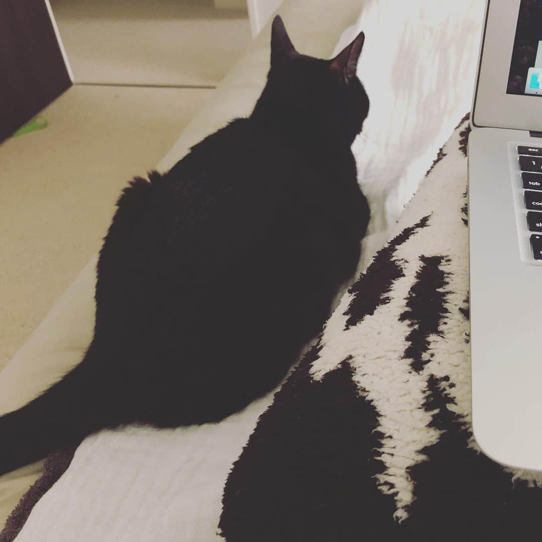 英玲奈さんのインスタグラム写真 - (英玲奈Instagram)「朝、ちょっと寒かったからベッドでPC作業してたら、 寄り添って応援してくれた人 #cat #blackcat #影虎」7月14日 9時24分 - erena_erenyan