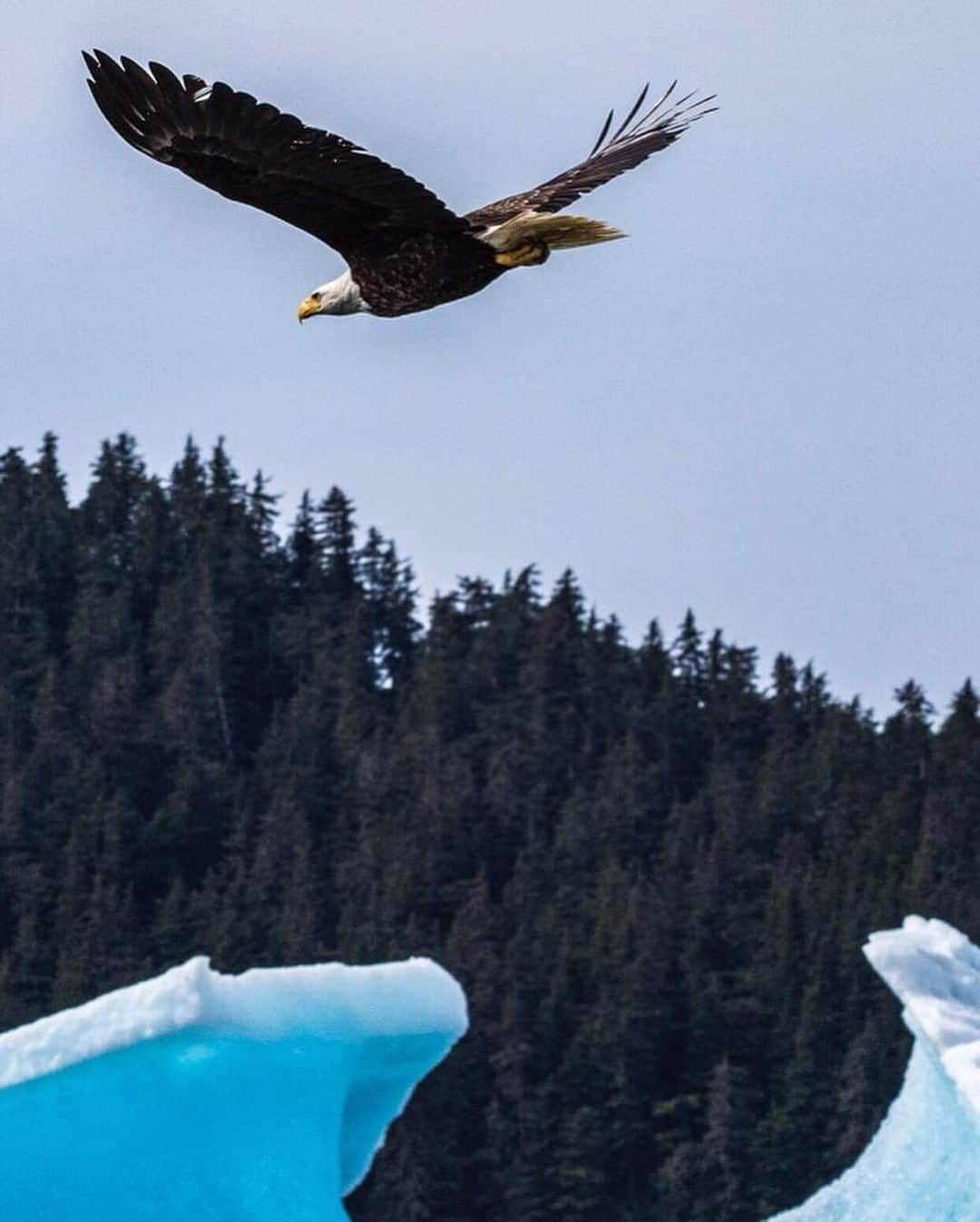 ナショナルジオグラフィックさんのインスタグラム写真 - (ナショナルジオグラフィックInstagram)「Photo by Pete McBride @pedromcbride | Regal Eagle: Found only in North America, bald eagles almost went extinct in the 1960s due to hunting. Thanks to the protection of the Endangered Species Act, they were able to make a comeback. These powerful and graceful birds are most abundant in Alaska, with a population of approximately 30,000 there. When I was a kid growing up in Colorado, bald eagles were locally extinct. Now they’ve returned, and I regularly spot three of them just downstream from my house. For more on these and other beautiful birds, follow @pedromcbride. #baldeagle #Alaska #recovery #flight」7月14日 9時34分 - natgeo