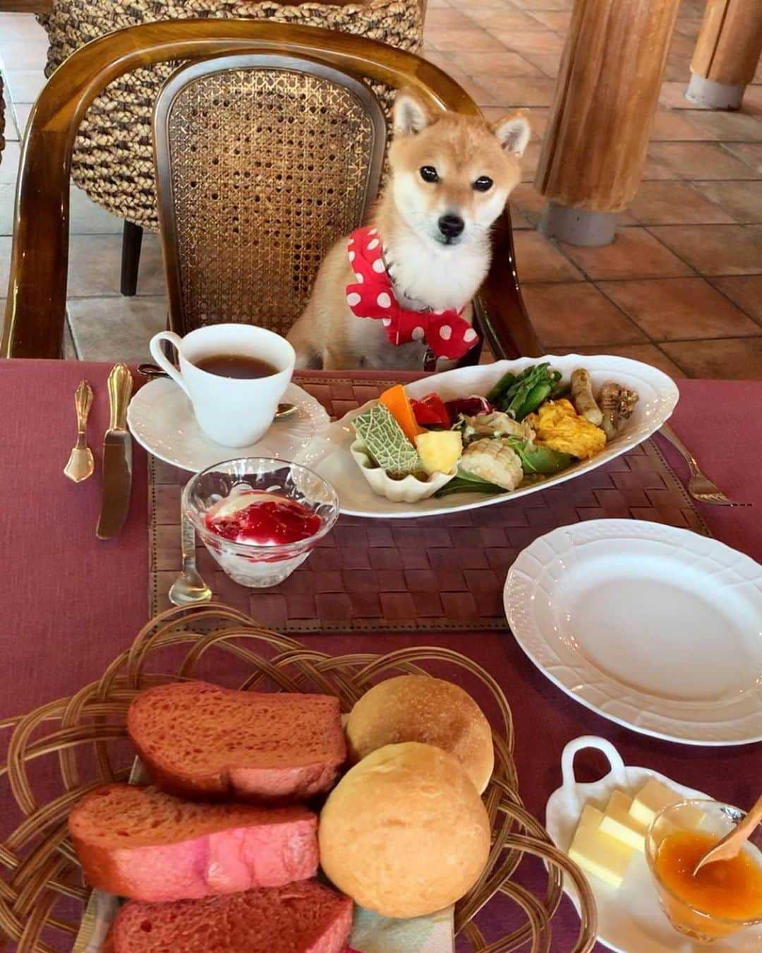 豆柴 サニーちゃんのインスタグラム